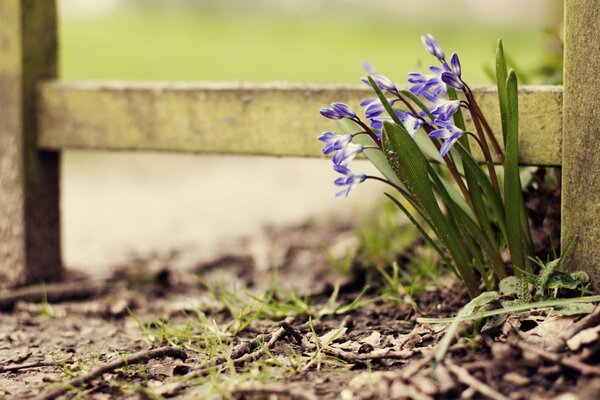 Il risveglio della primavera in tutti i suoi colori