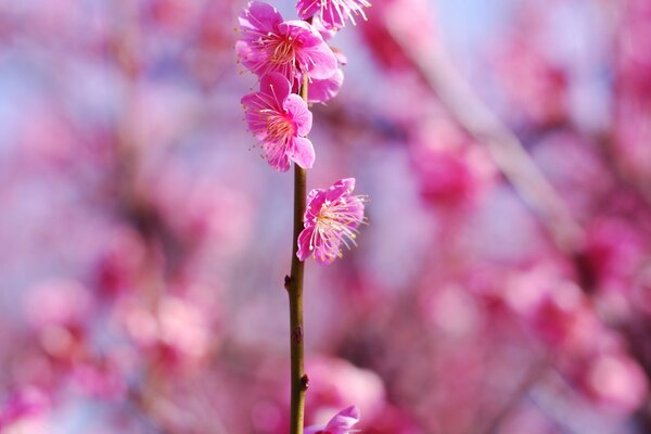 A tree branch with flowers. Pink flowers