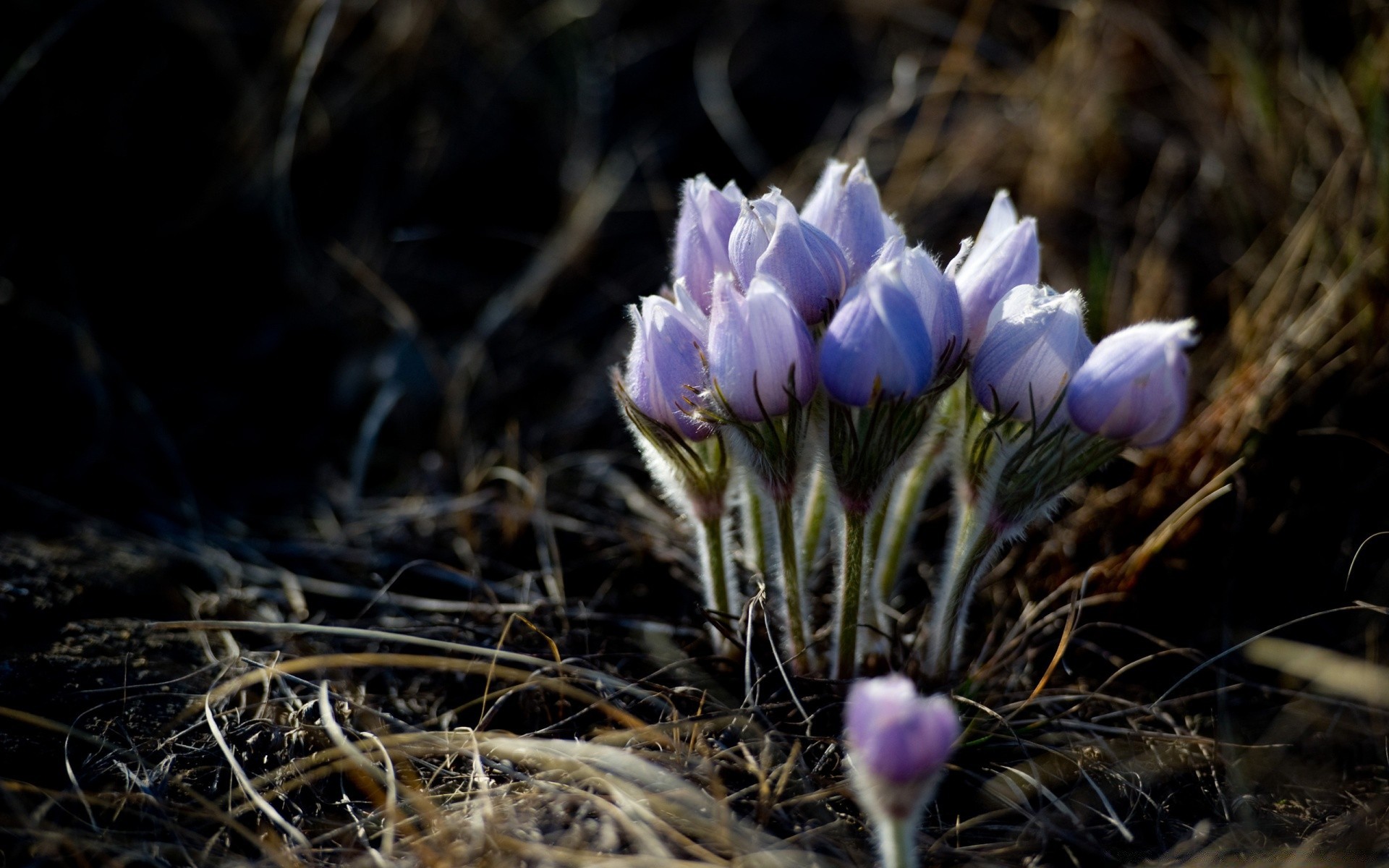 spring nature flower flora outdoors blooming grass garden close-up leaf color