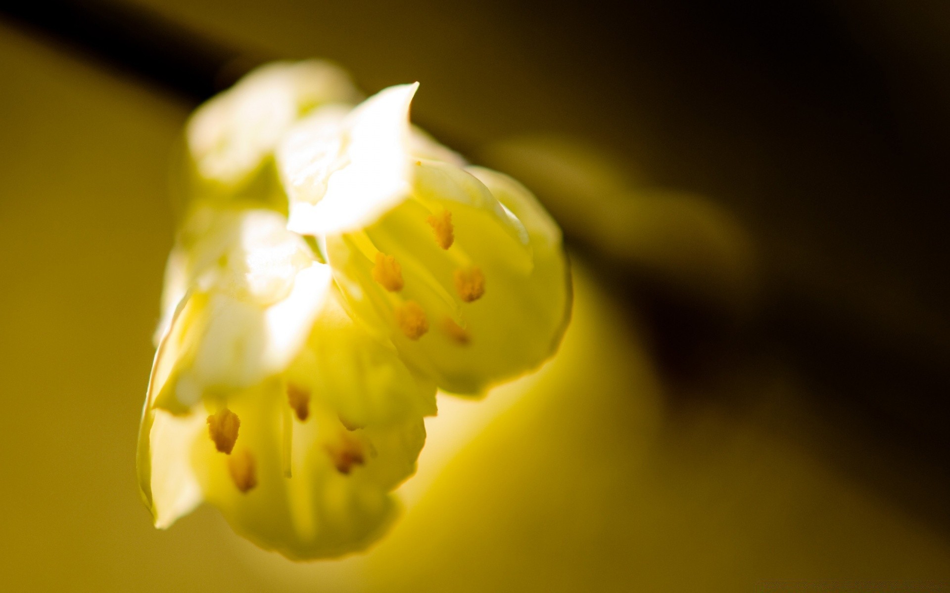 frühling blume natur unschärfe stillleben apfel blatt monochrom tulpe dof wachstum flora licht