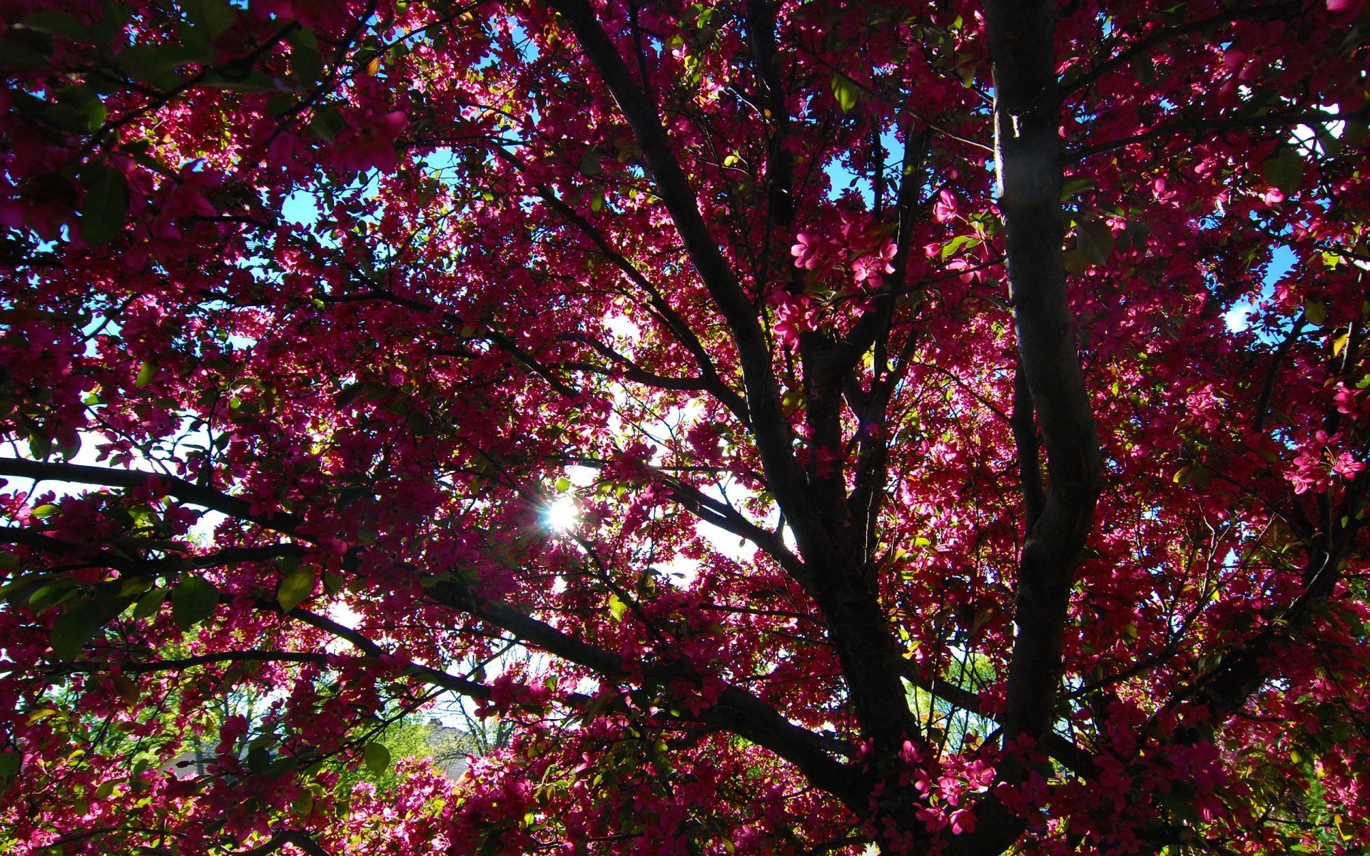 primavera folha árvore brilhante ramo natureza parque temporada paisagem outono bom tempo sol ambiente cor flora