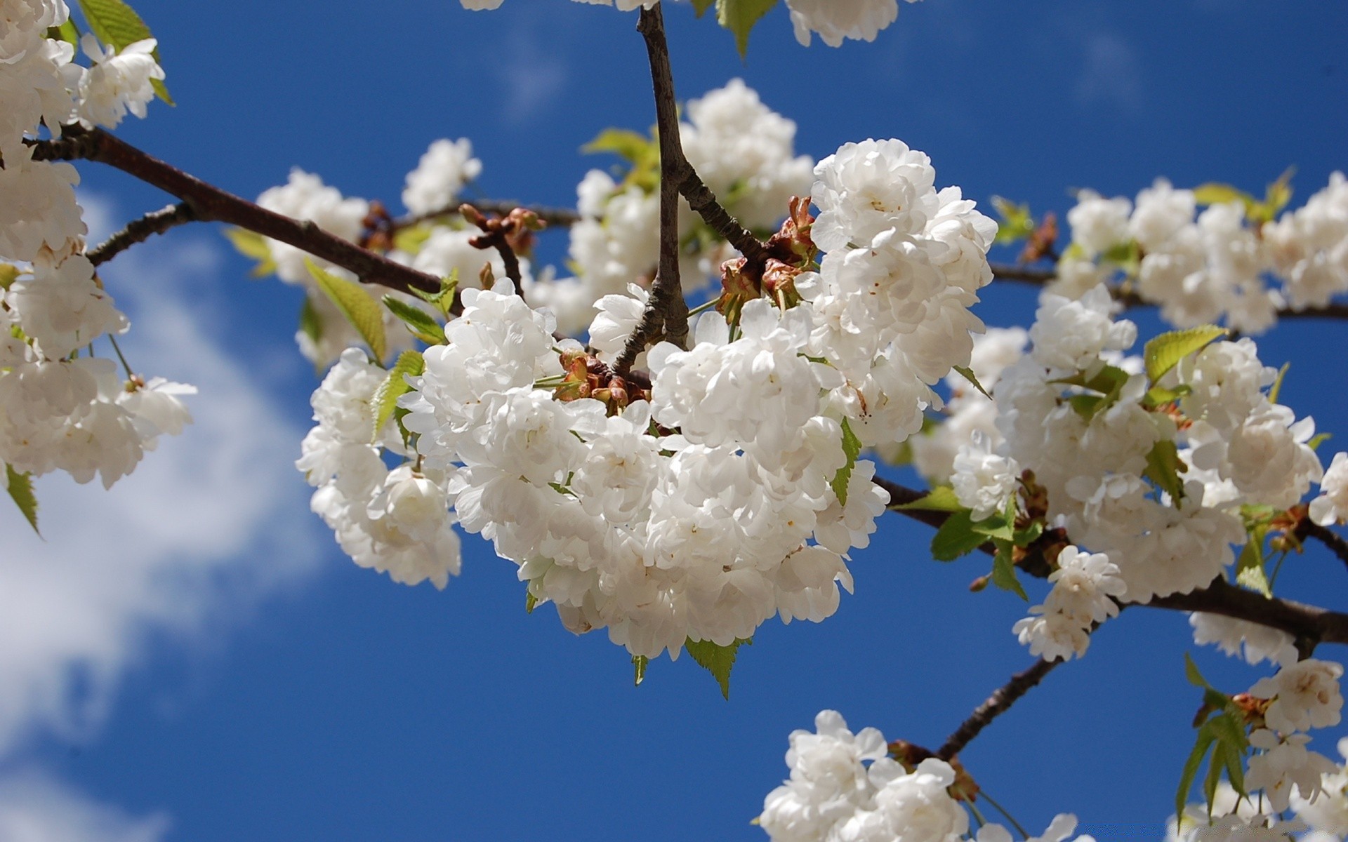 spring cherry flower tree nature branch apple leaf flora outdoors growth season bud plum blooming fair weather