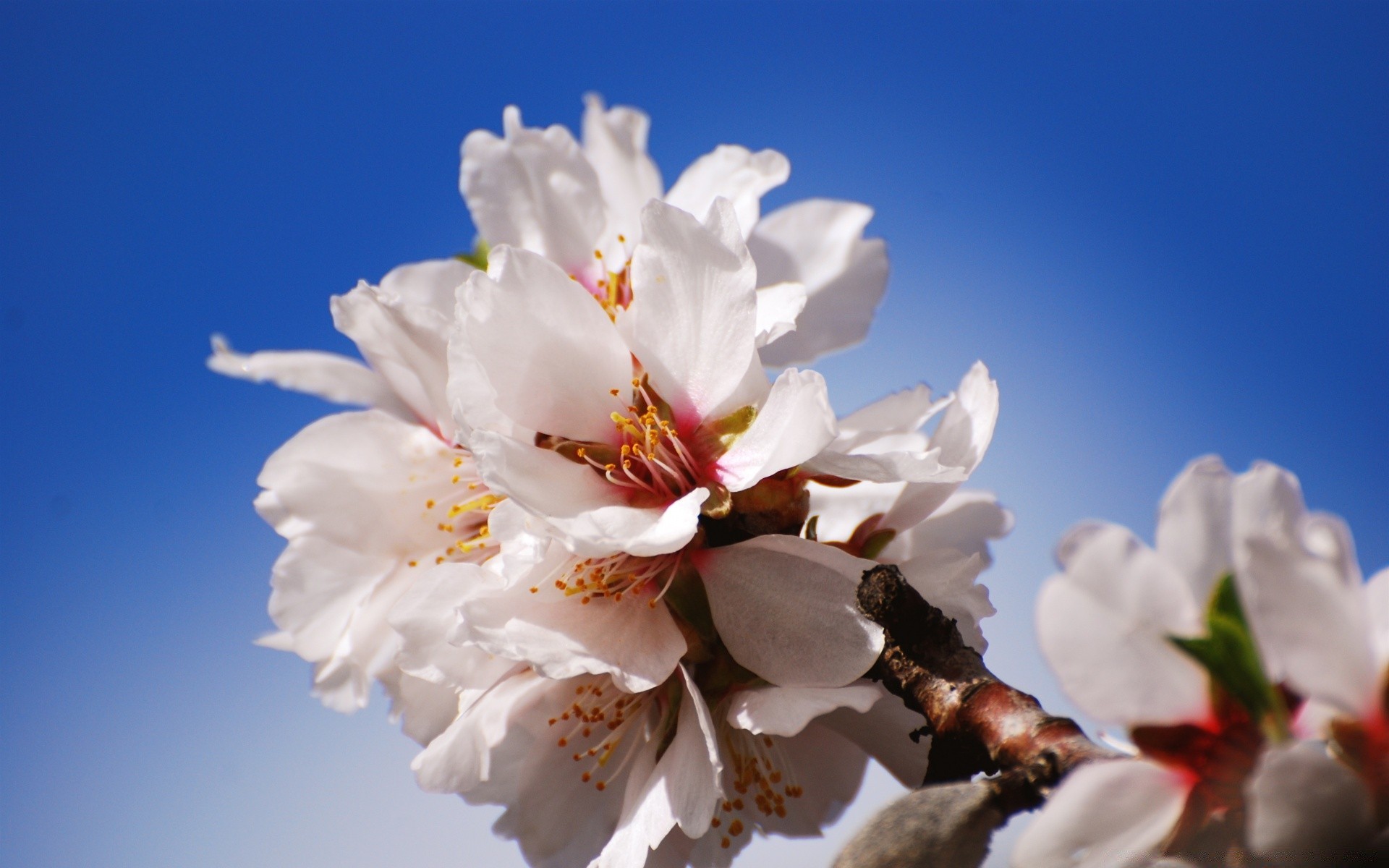 primavera flor natureza cereja ramo flora árvore folha amigo crescimento ao ar livre jardim blooming temporada pétala brilhante páscoa verão borrão floral