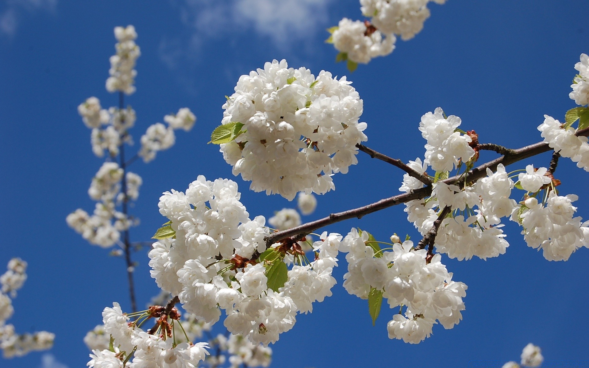 primavera flor naturaleza cereza rama temporada flora árbol amigo floración crecimiento hoja brillante al aire libre pétalo buen tiempo manzana