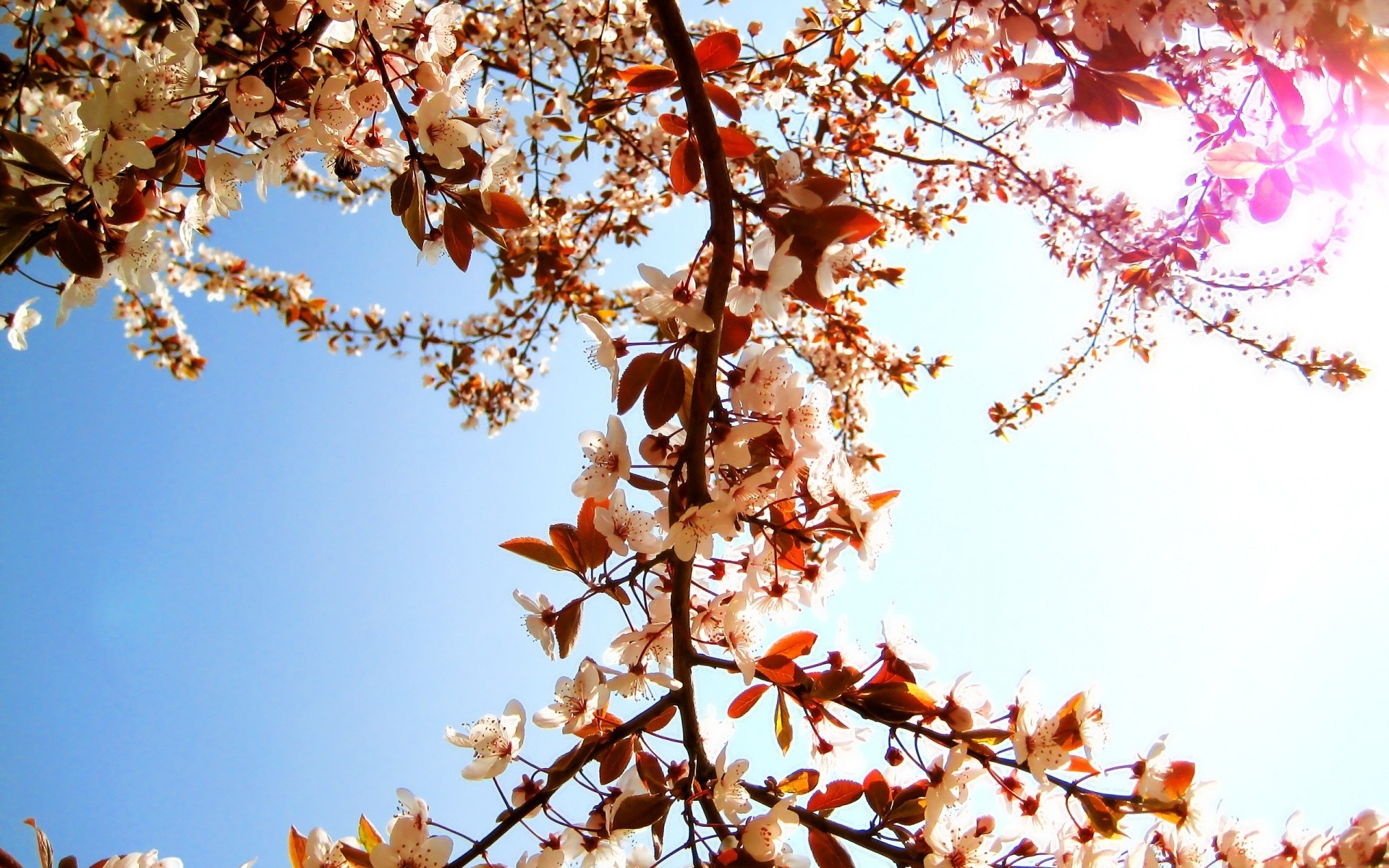 frühling zweig saison blatt baum kirsche natur hell im freien herbst gutes wetter flora winter frost schließen himmel