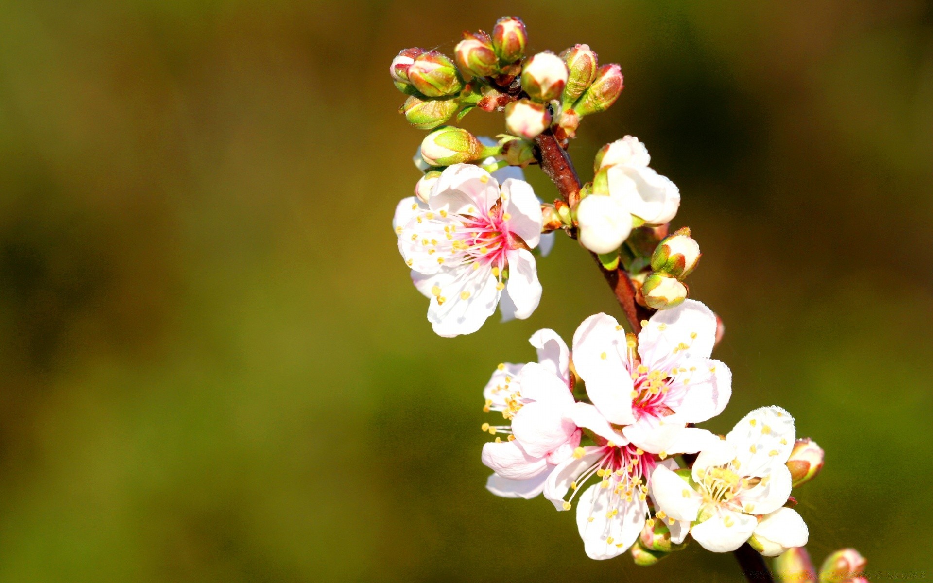 spring flower nature cherry flora leaf tree growth apple branch garden outdoors petal bud blooming summer floral bright season easter