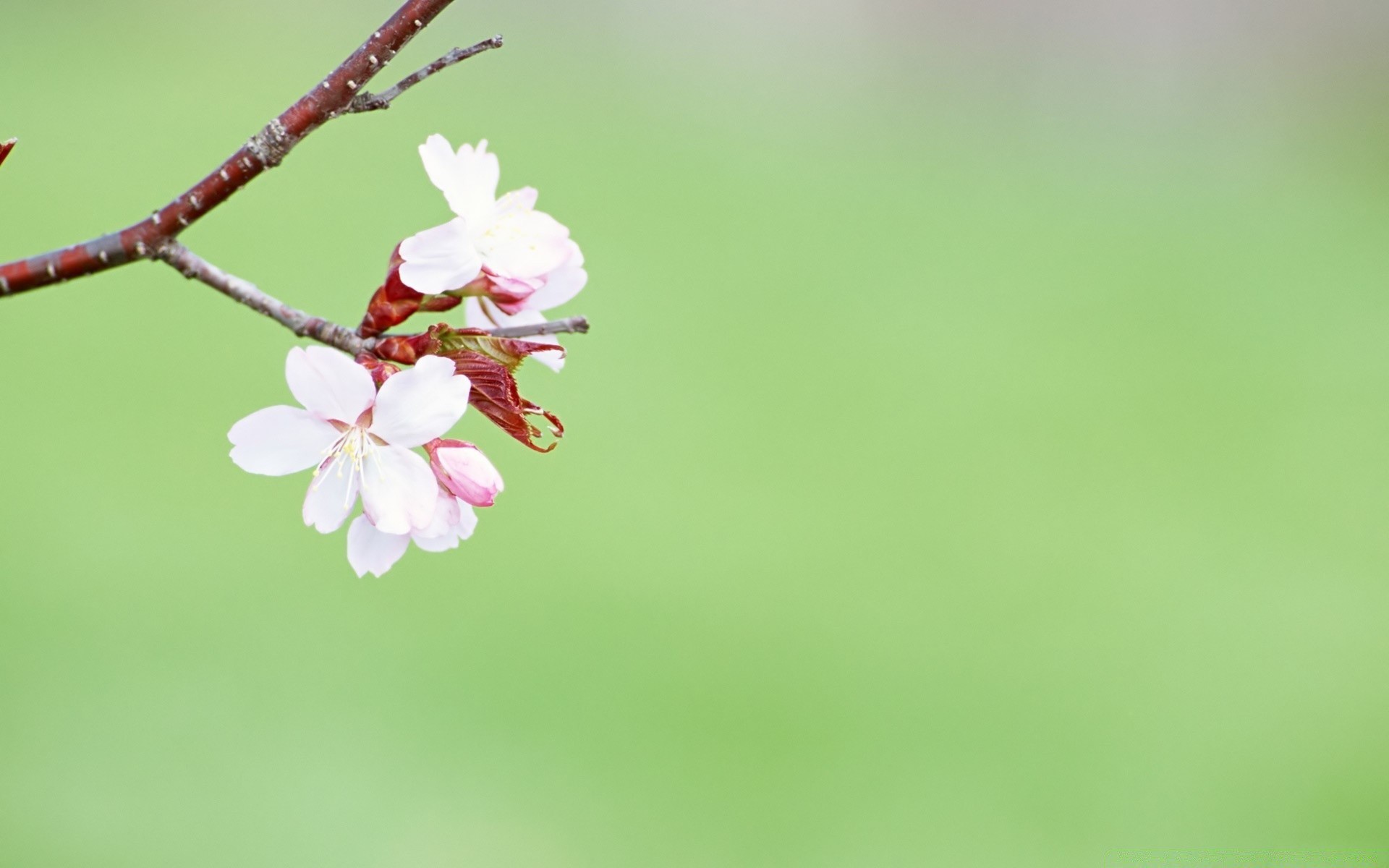 printemps nature fleur feuille flou flore croissance été à l extérieur lumineux jardin délicat pâques