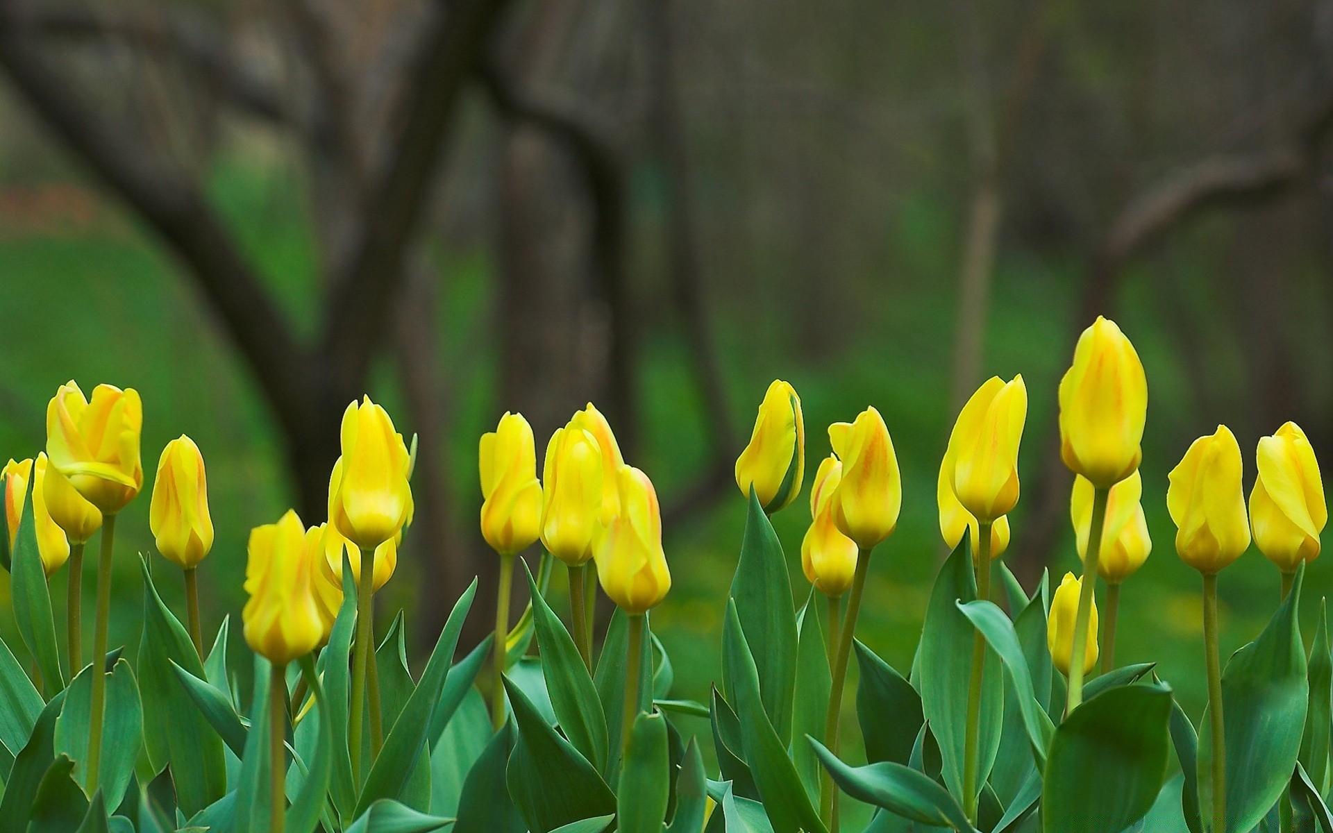 природа цветы желтый тюльпан nature flowers yellow Tulip загрузить