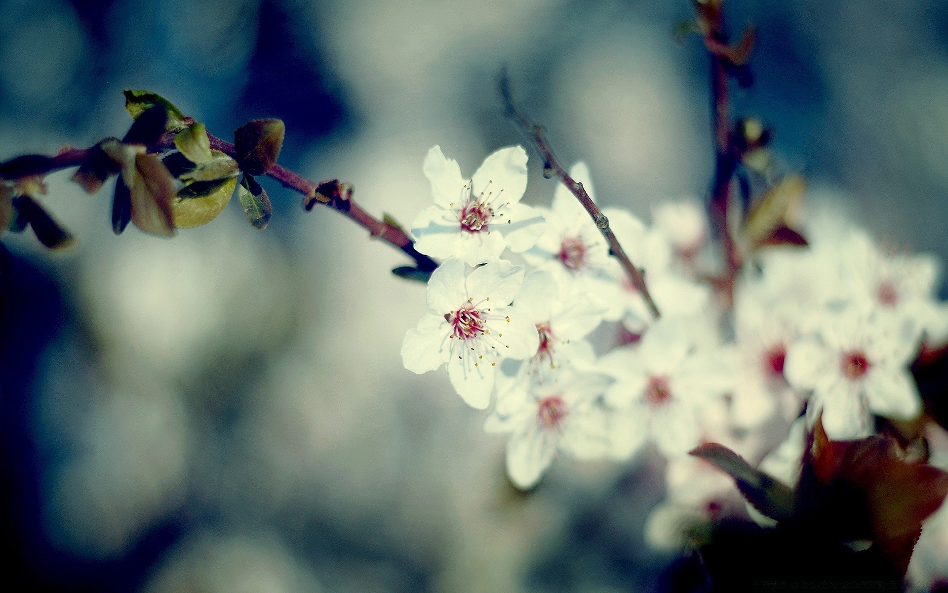 primavera flor maçã cereja borrão natureza dof árvore flora folha ramo jardim amigo crescimento ameixa pétala