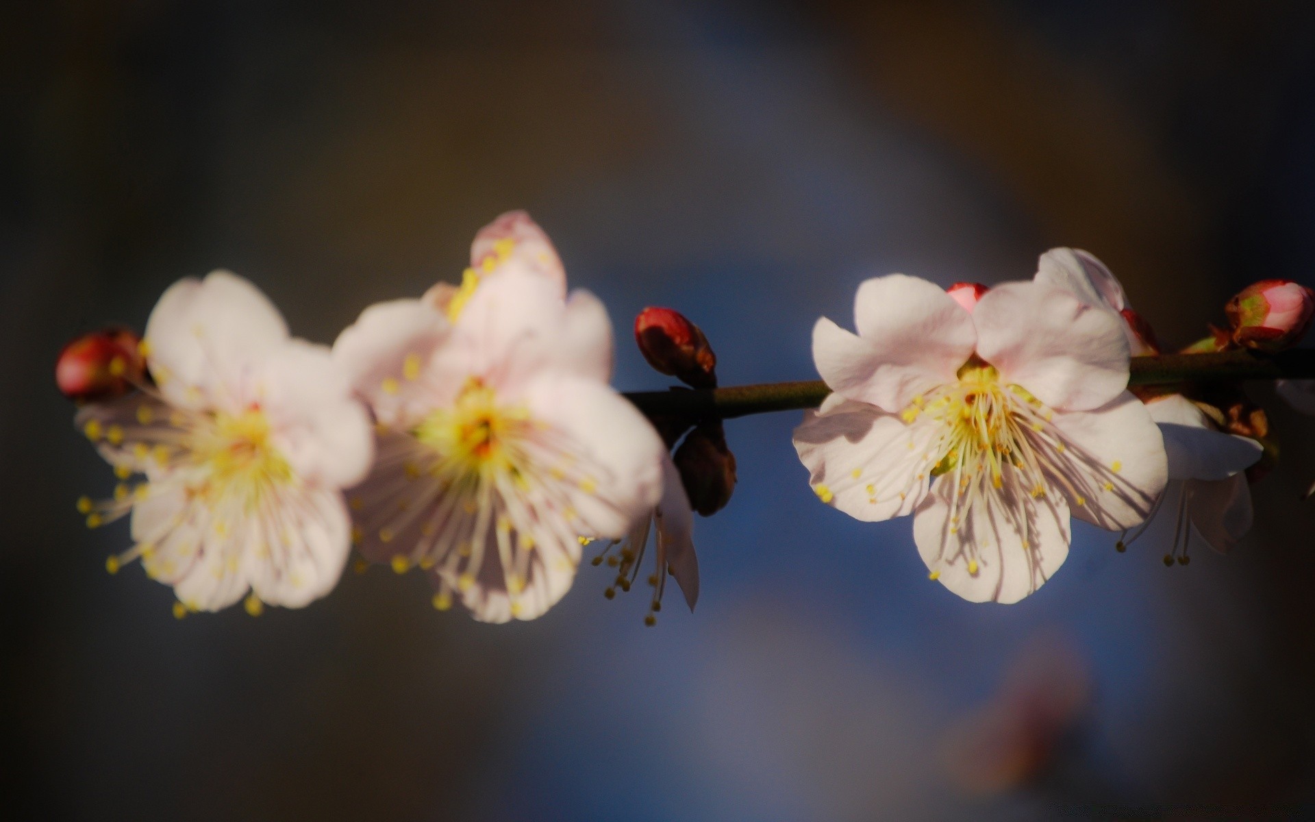 primavera fiore mela ciliegia prugna ramo natura compagno flora petalo albero fiore giardino delicato albicocca polline colore foglia insetto crescita