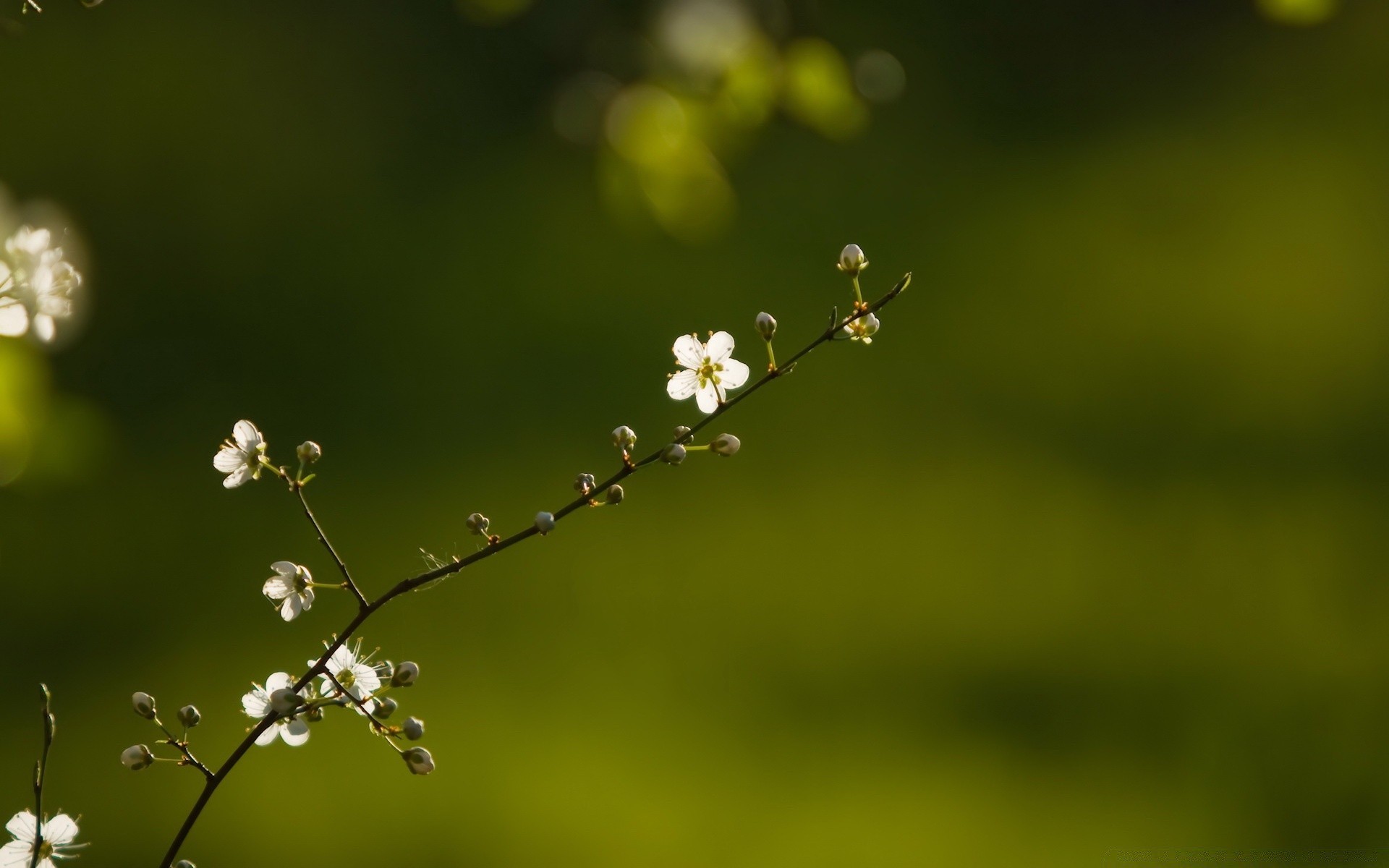 frühling natur blatt blume unschärfe flora dof gras sommer wachstum garten