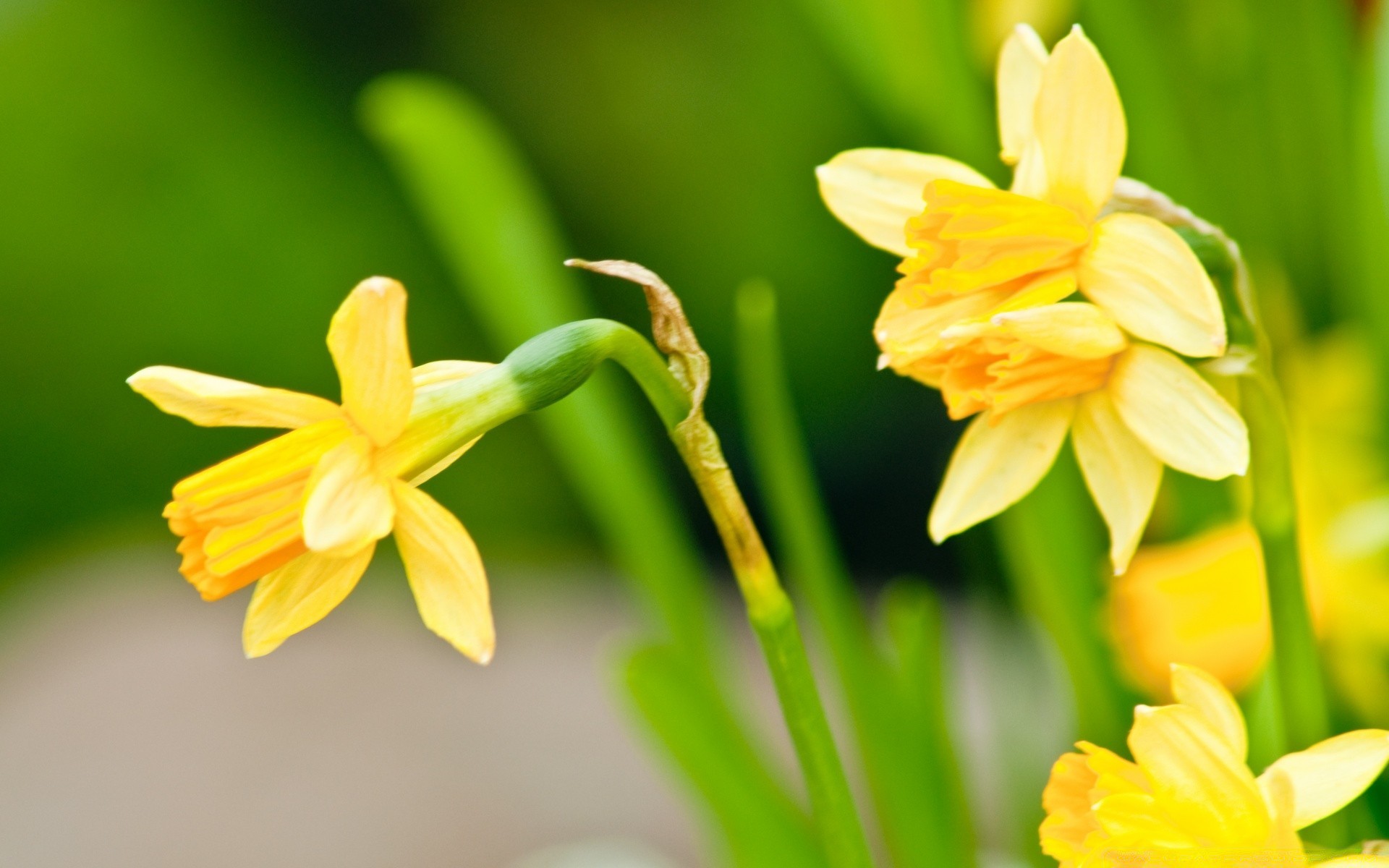 printemps nature fleur narcisse pâques narcisse flore feuille lumineux pétale floral été flou croissance bluming saison jardin belle