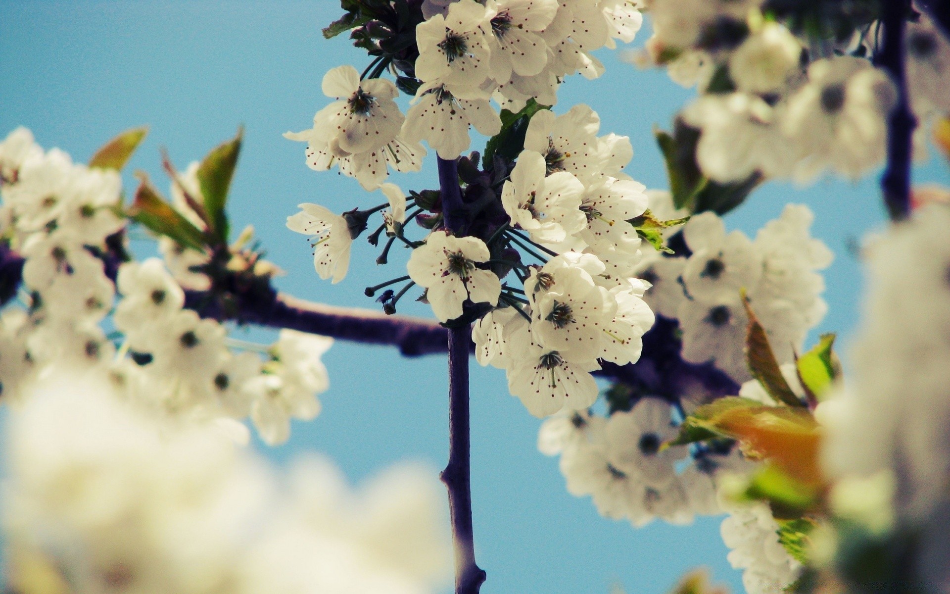 bahar çiçek doğa ağaç flora şube bahçe kiraz yaprak çiçek renk sezon bulanıklık çiçeklenme büyüme yaz taçyaprağı güzel açık havada yakın çekim