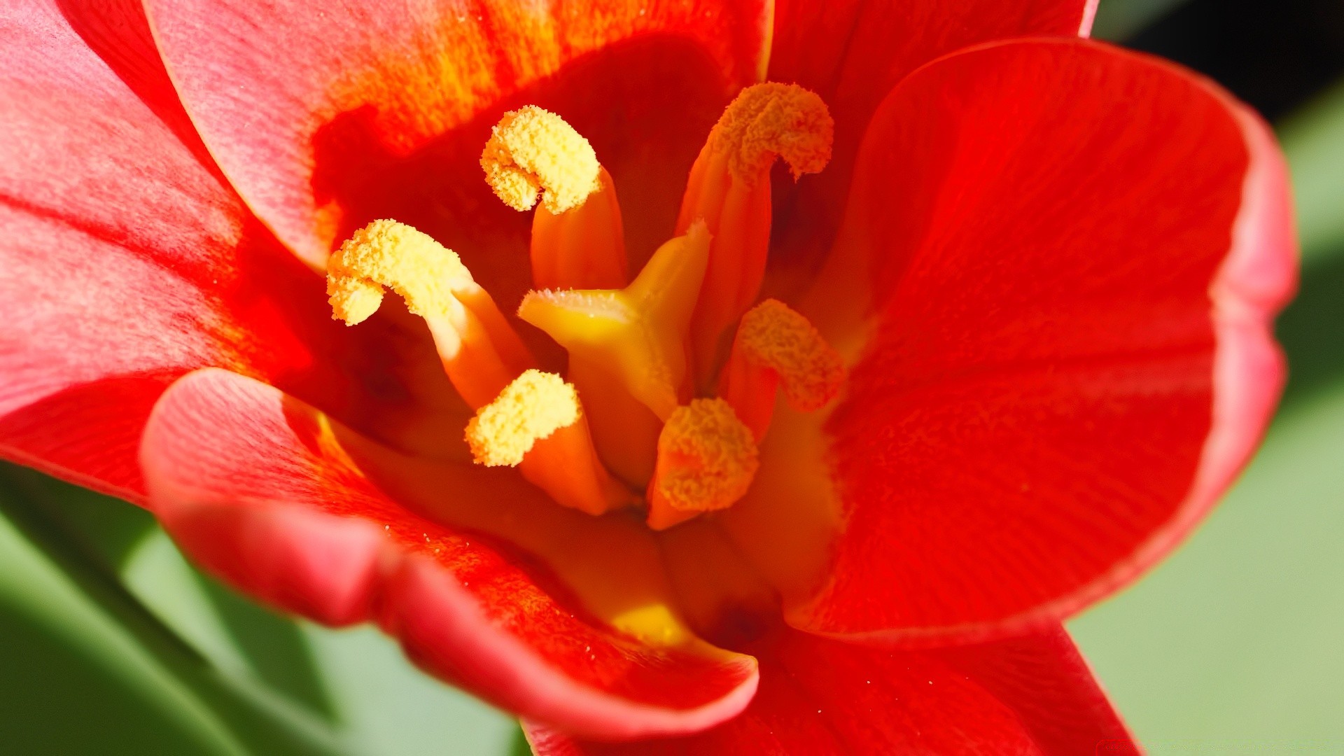 wiosna kwiat natura flora ogród kolor płatek bluming lato jasne piękne zbliżenie tulipan kwiatowy łuska liść tropikalny botaniczny słupek