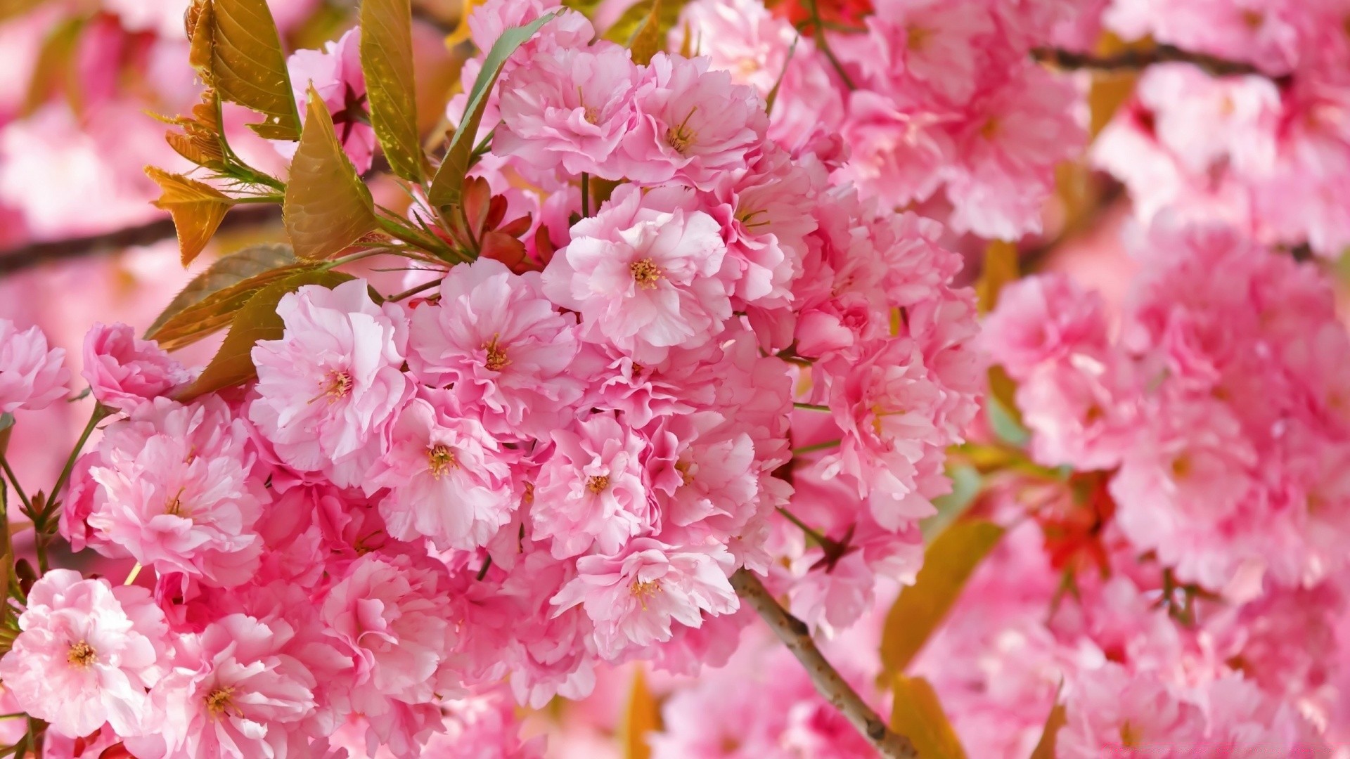 bahar çiçek flora doğa bahçe çiçek açan petal çiçek yaprak kiraz sezon şube ağaç parlak yakın çekim güzel yaz narin renk bahar