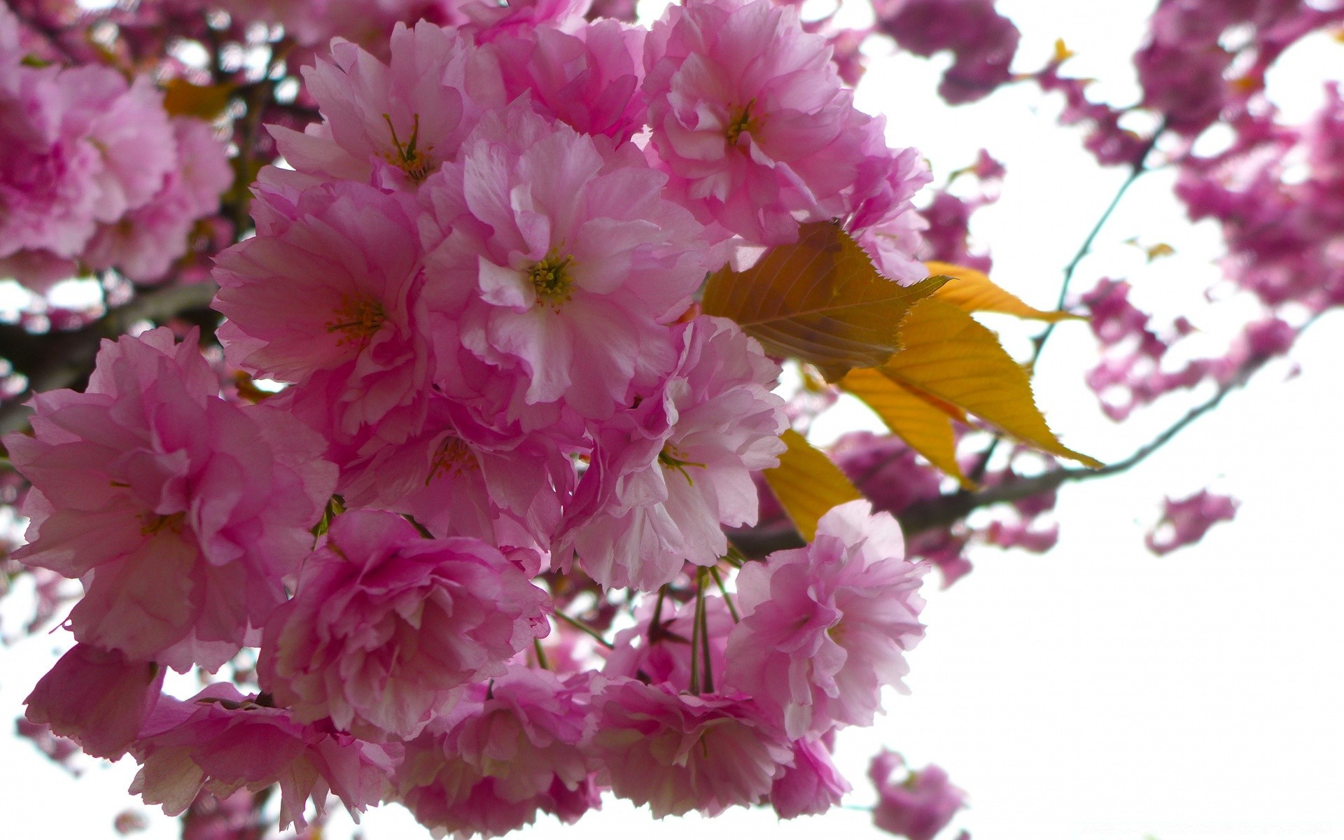 printemps fleur flore jardin bluming pétale cerise branche nature floral feuille arbre saison copain couleur belle printemps délicat lumineux gros plan