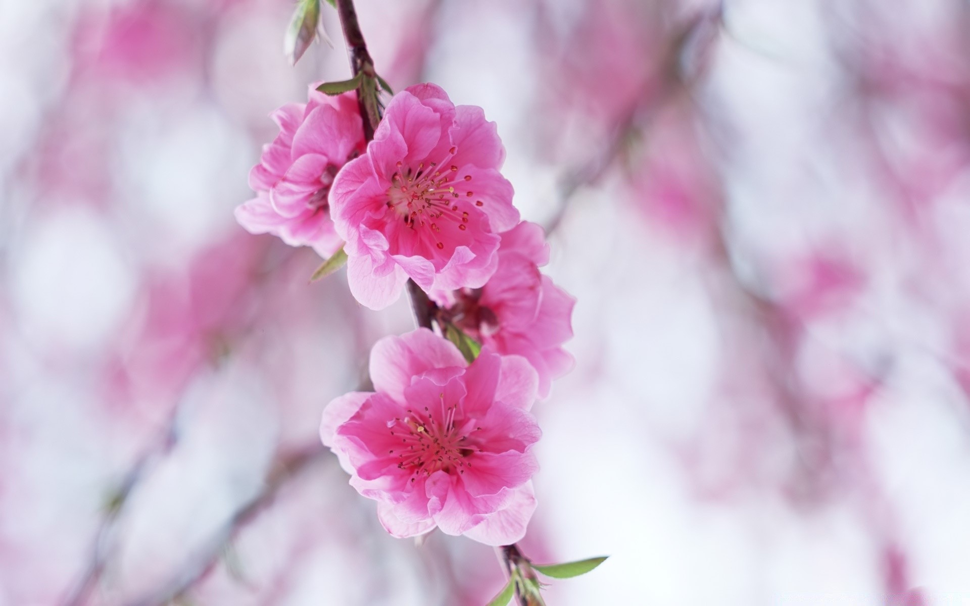 printemps fleur cerise branche nature flore arbre jardin feuille bluming croissance saison copain pétale à l extérieur tendre pomme lumineux printemps prune