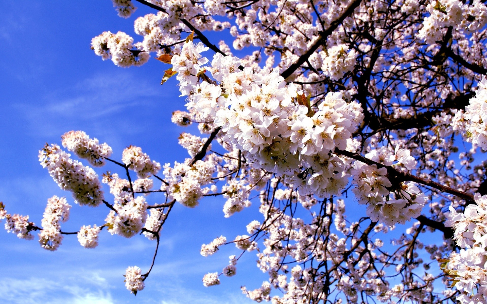 spring cherry branch tree flower season nature flora springtime plum apple bud blooming petal growth freshness apricot blue sky floral close-up sunny