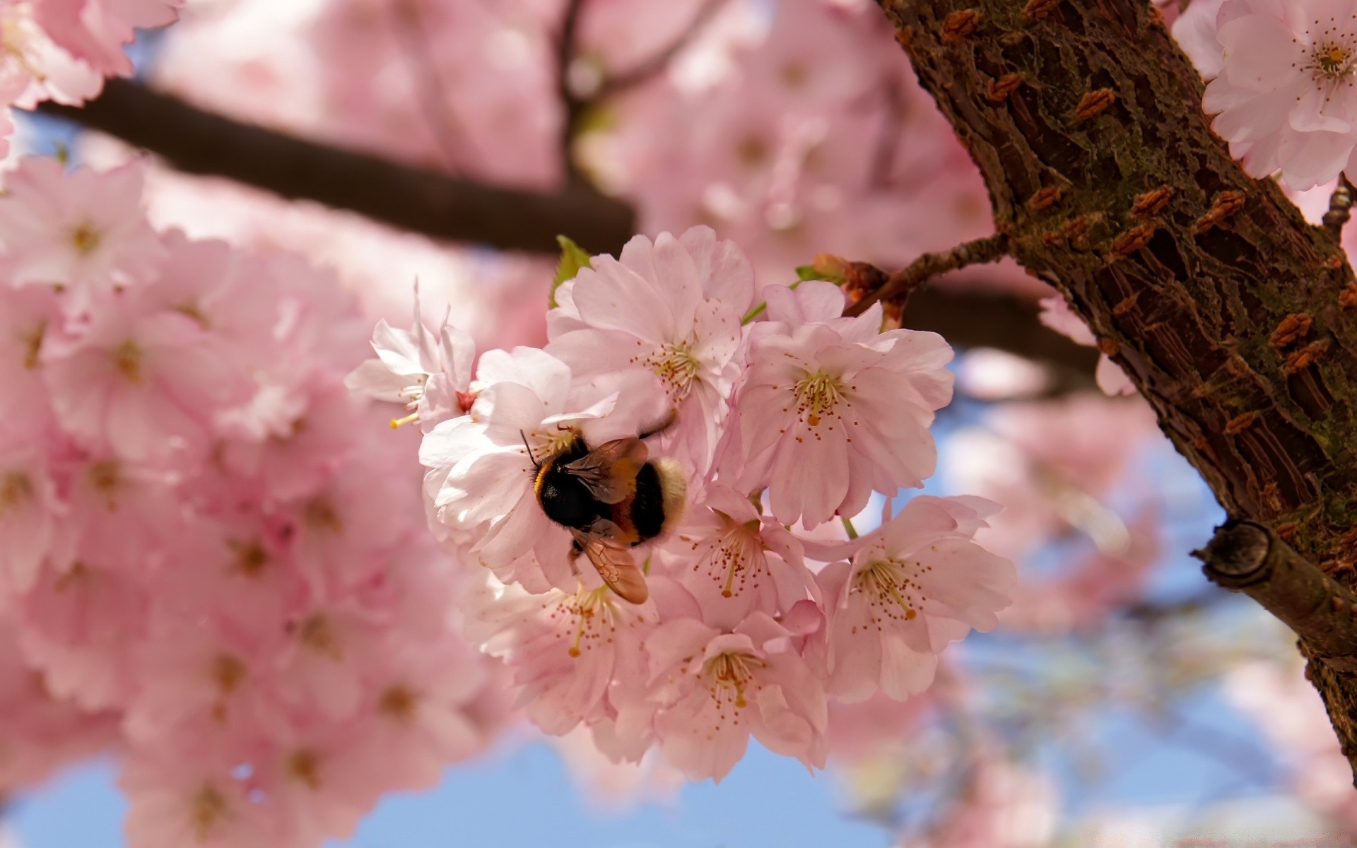 spring flower cherry tree branch nature flora petal garden blooming floral apple season delicate plum close-up springtime bud beautiful leaf