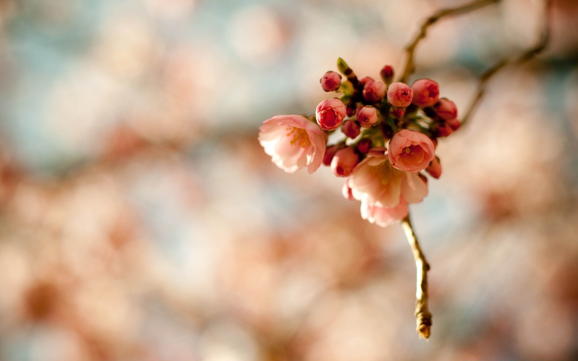 printemps nature fleur à l extérieur feuille flou arbre branche jardin flore été beau temps dof couleur saison