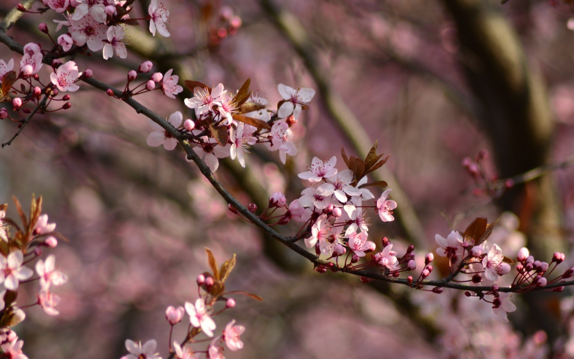 spring flower tree cherry branch nature flora leaf petal bud blooming season garden apple outdoors floral growth delicate color park