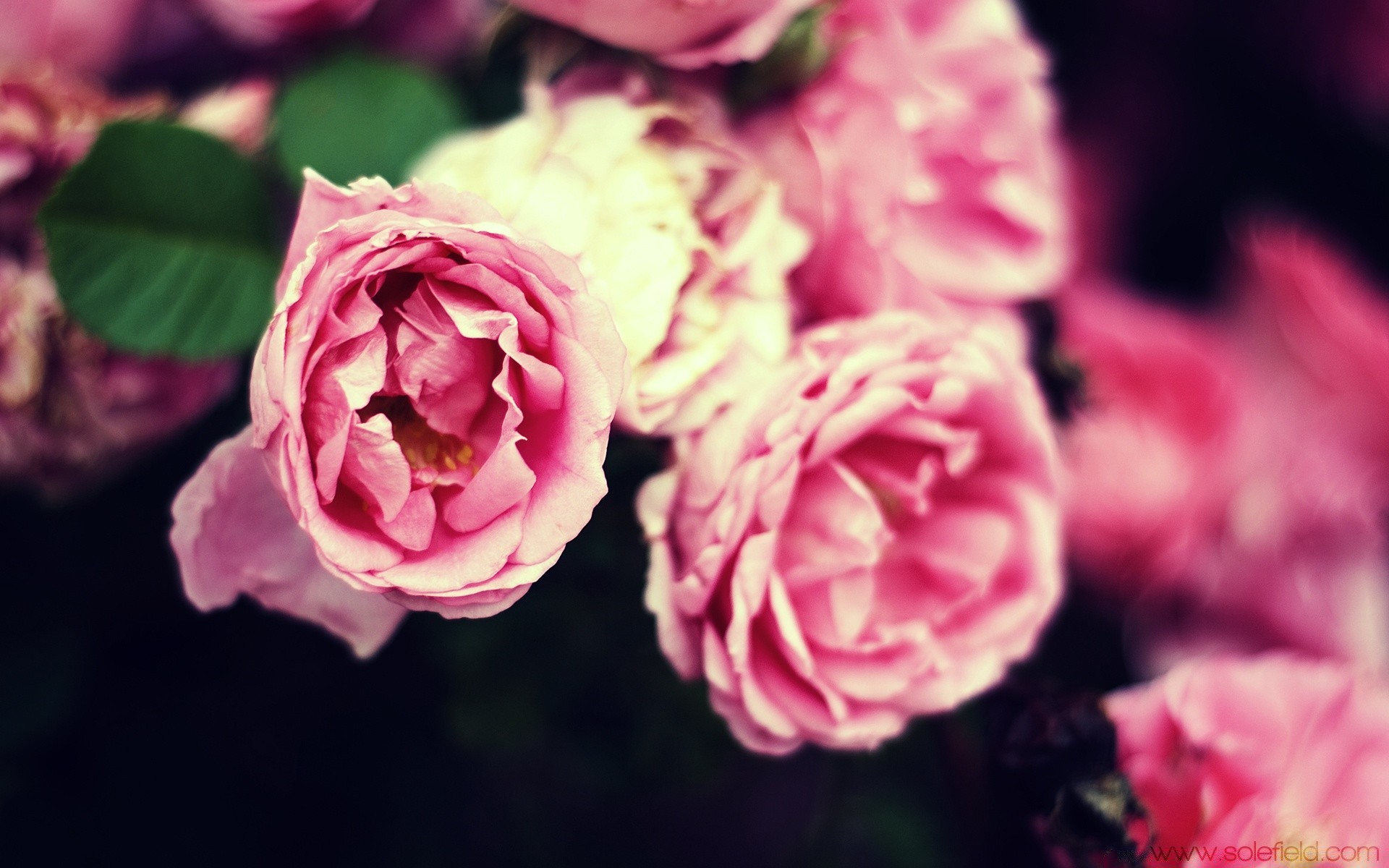 bahar gül çiçek taçyaprağı çiçek flora doğa aşk romantizm yaprak çiçeklenme buket düğün romantik hediye renk dostum bahçe narin güzel