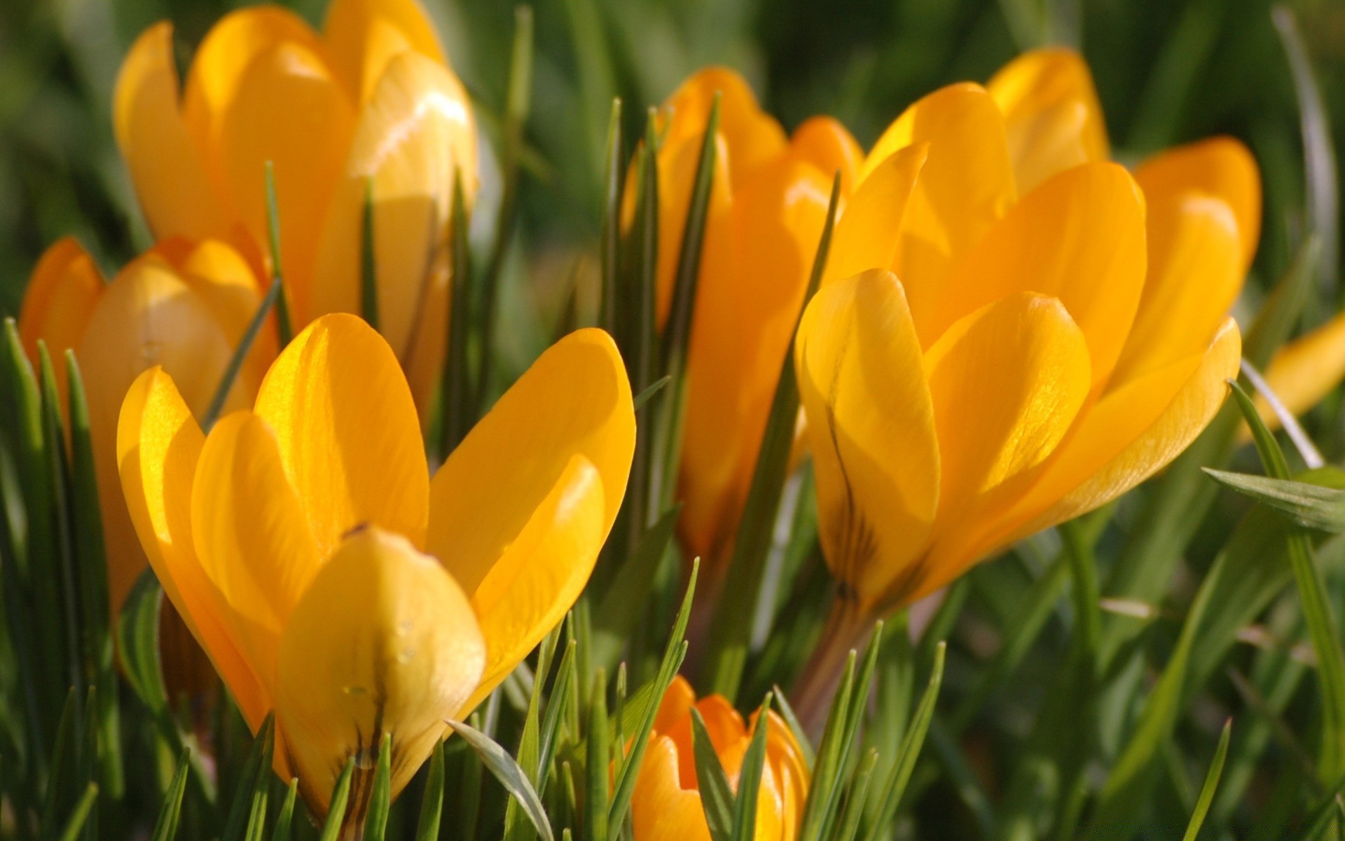 frühling natur tulpe blume garten flora sommer ostern blatt hell gutes wetter feld farbe jahreszeit blumen blütenblatt wachstum gras im freien blühen