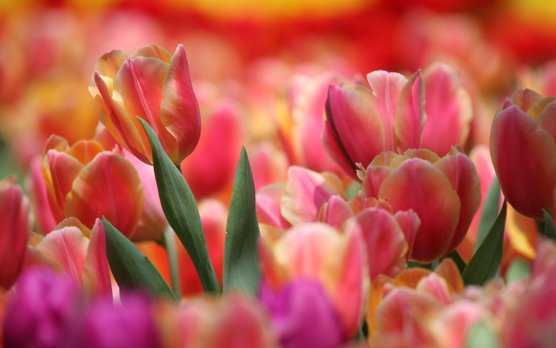 bahar lale doğa çiçek bahçe flora renk yaprak çiçek petal buket parlak çiçek açan yaz paskalya