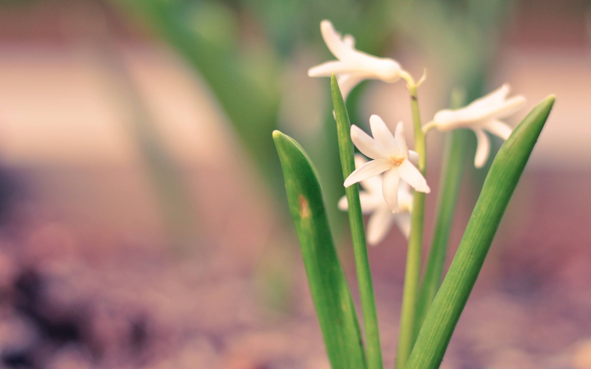 wiosna natura liść rozmycie flora na zewnątrz kwiat wzrost lato trawa ogród dobra pogoda dziki jasny