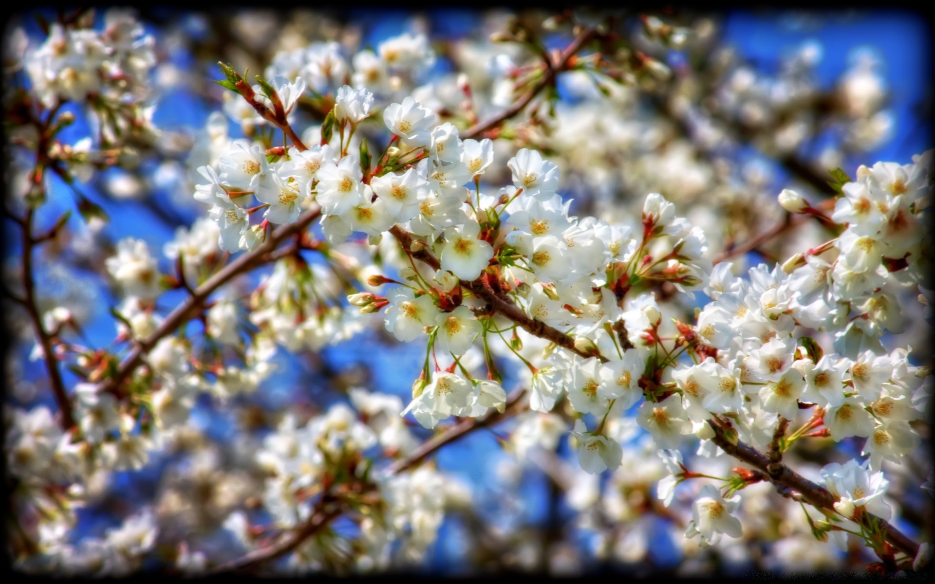 printemps cerise fleur arbre branche saison pomme prune bluming flore pétale nature copain printemps ensoleillé croissance abricot jardin floral à l extérieur gros plan