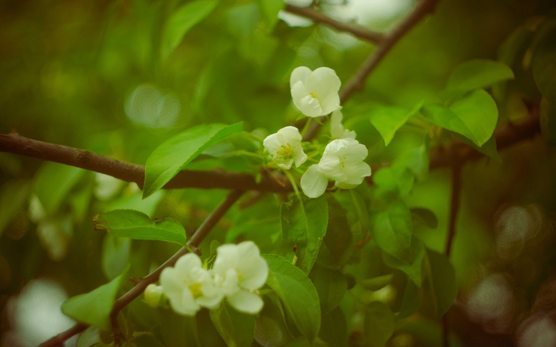 printemps nature flore feuille arbre fleur branche jardin croissance saison gros plan été couleur lumineux floral beau temps à l extérieur fraîcheur pomme parc