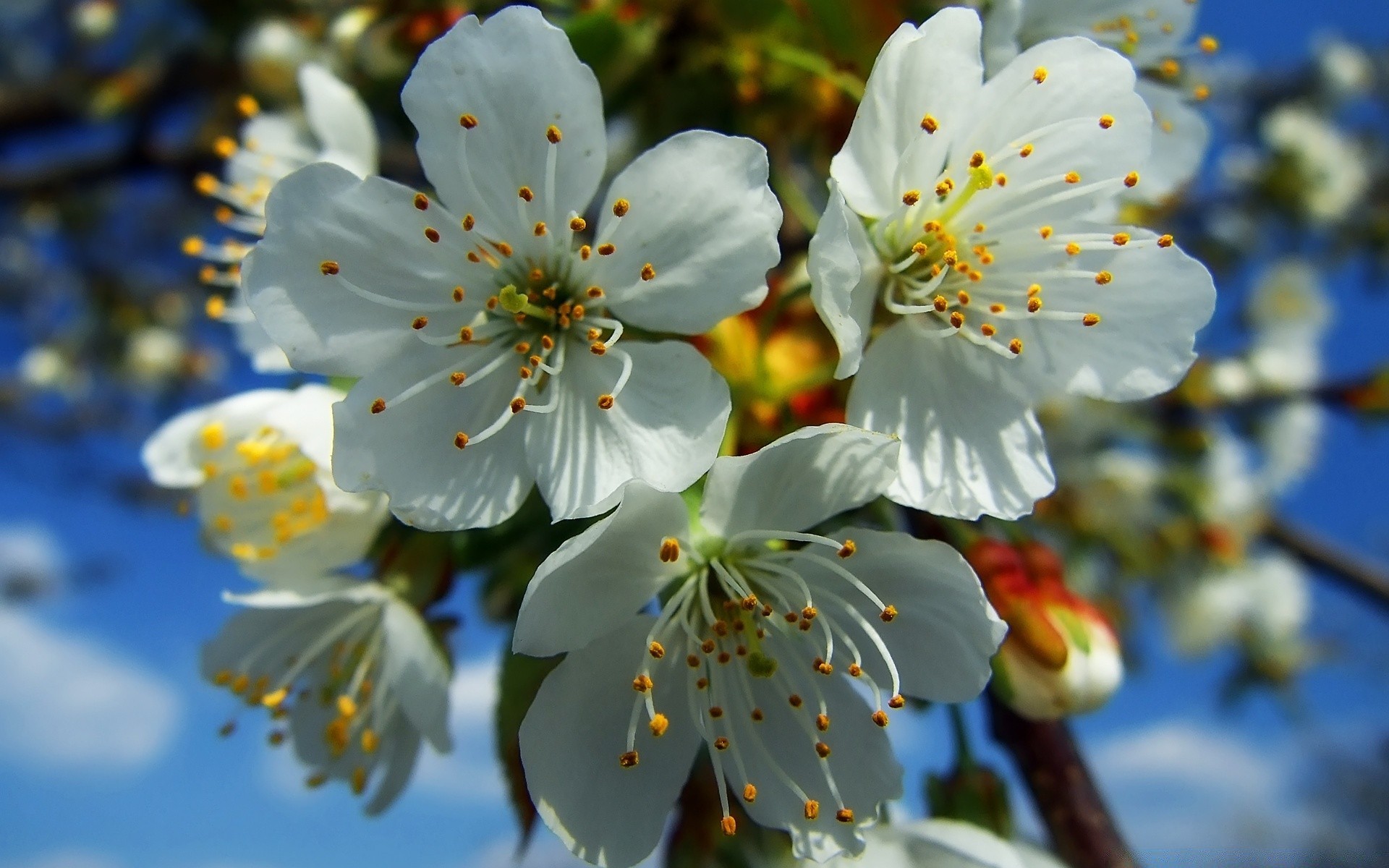 primavera fiore ciliegio albero mela natura ramo flora petalo giardino fiore prugna foglia compagno floreale all aperto crescita