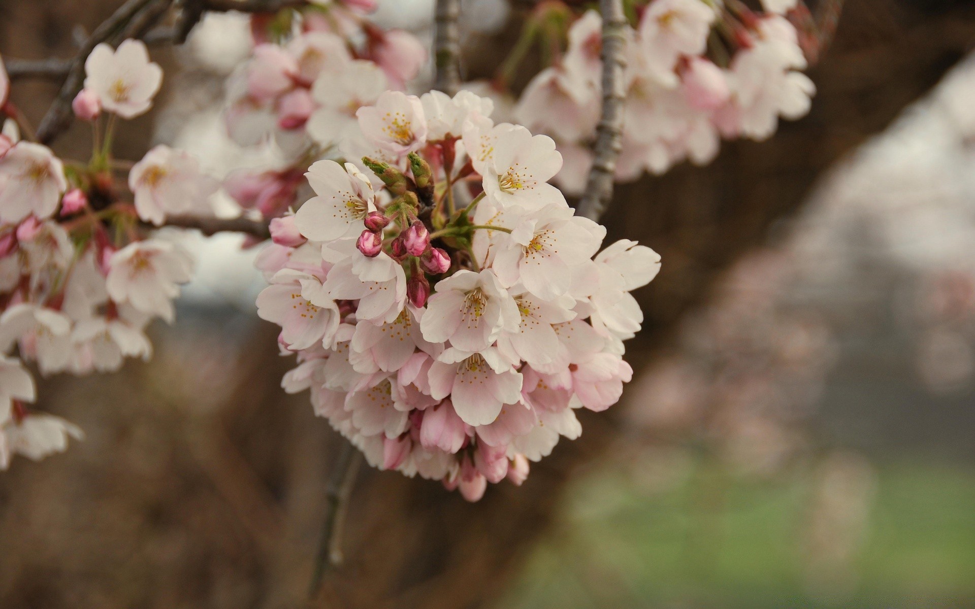 spring flower cherry nature tree branch flora garden blooming season petal leaf apple outdoors floral bud park growth color