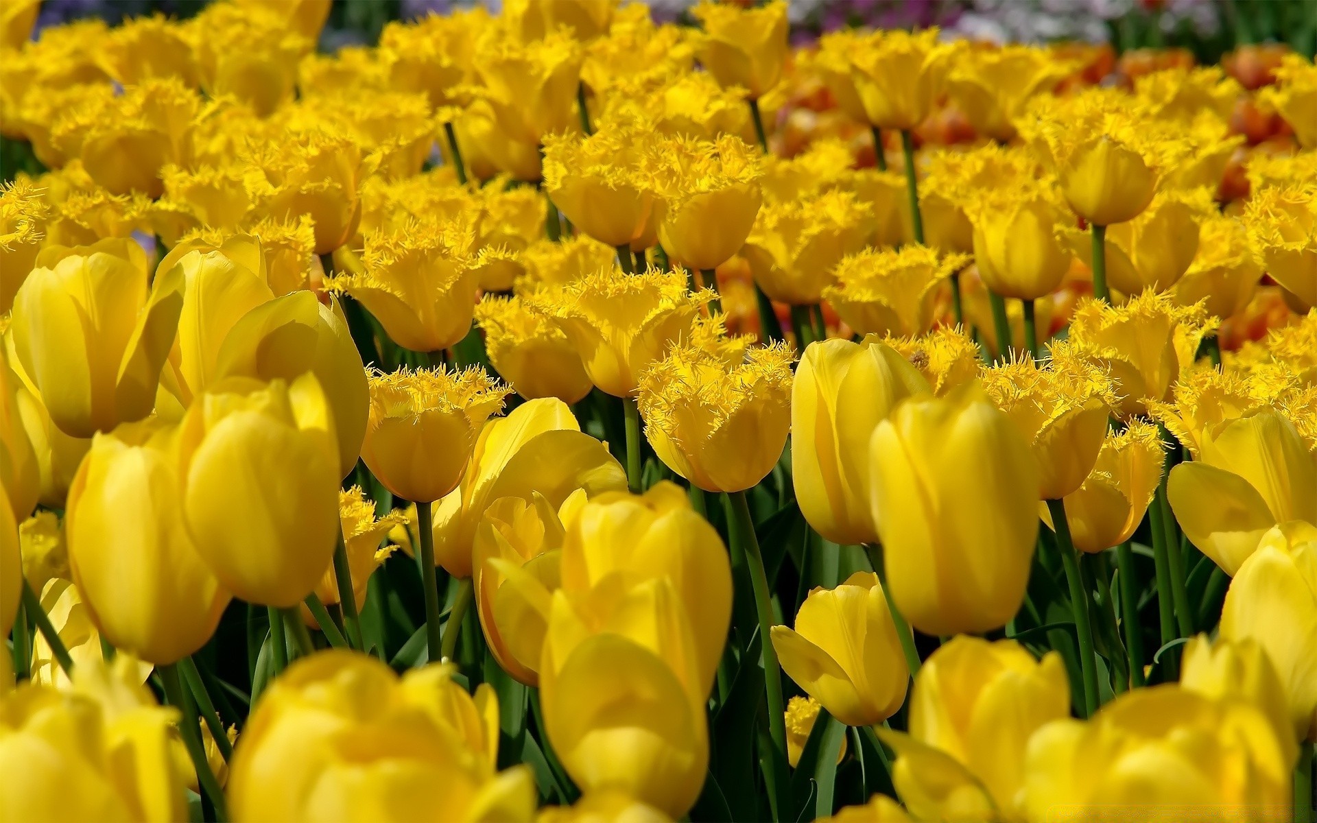 wiosna tulipan natura kwiat flora wielkanoc kwiatowy jasny ogród sezon letni liść kolor lampa polowa bukiet płatek wzrost jasny bluming