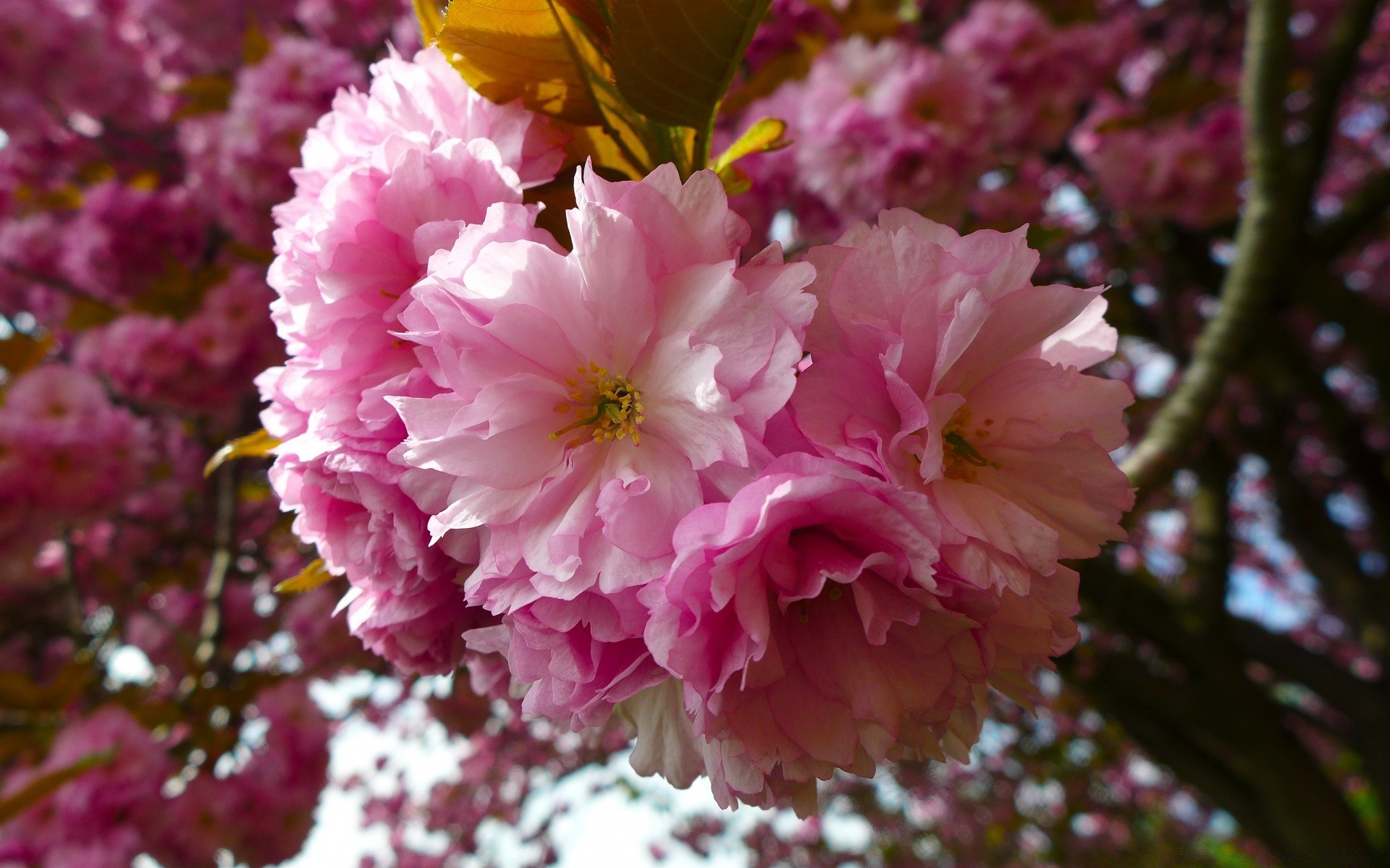 primavera fiore natura giardino flora fiore albero foglia colore petalo floreale ramo cherry stagione bella rosa parco buddy estate vivid