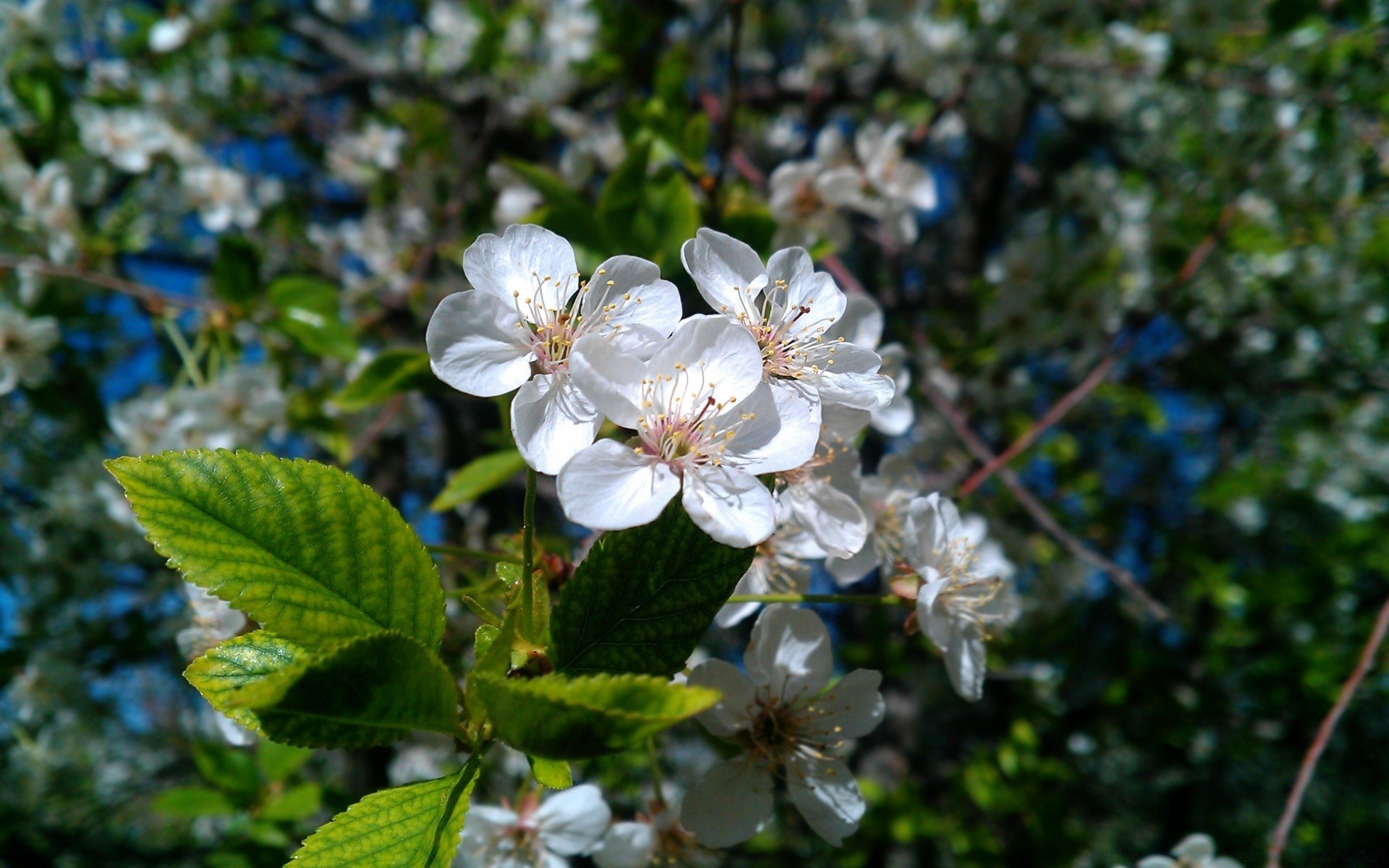 frühling blume natur flora baum garten blatt kirsche blütenblatt saison blühen zweig wachstum blumen- sommer- im freien apfel frische schließen hell park