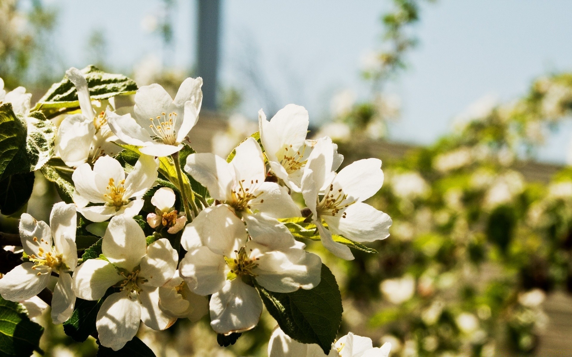 frühling blume flora natur blatt garten blühen zweig baum wachstum kirsche blütenblatt sommer floral saison kumpel im freien apfel hell gutes wetter