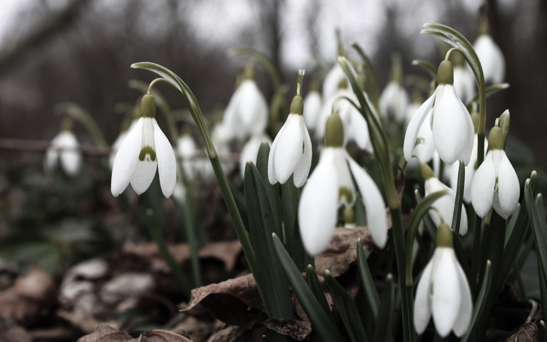 wiosna kwiat natura wielkanoc flora liść sezon płatek ogród bluming kwiatowy na zewnątrz kolego park wiosna wczesny wzrost trawa zbliżenie kolor