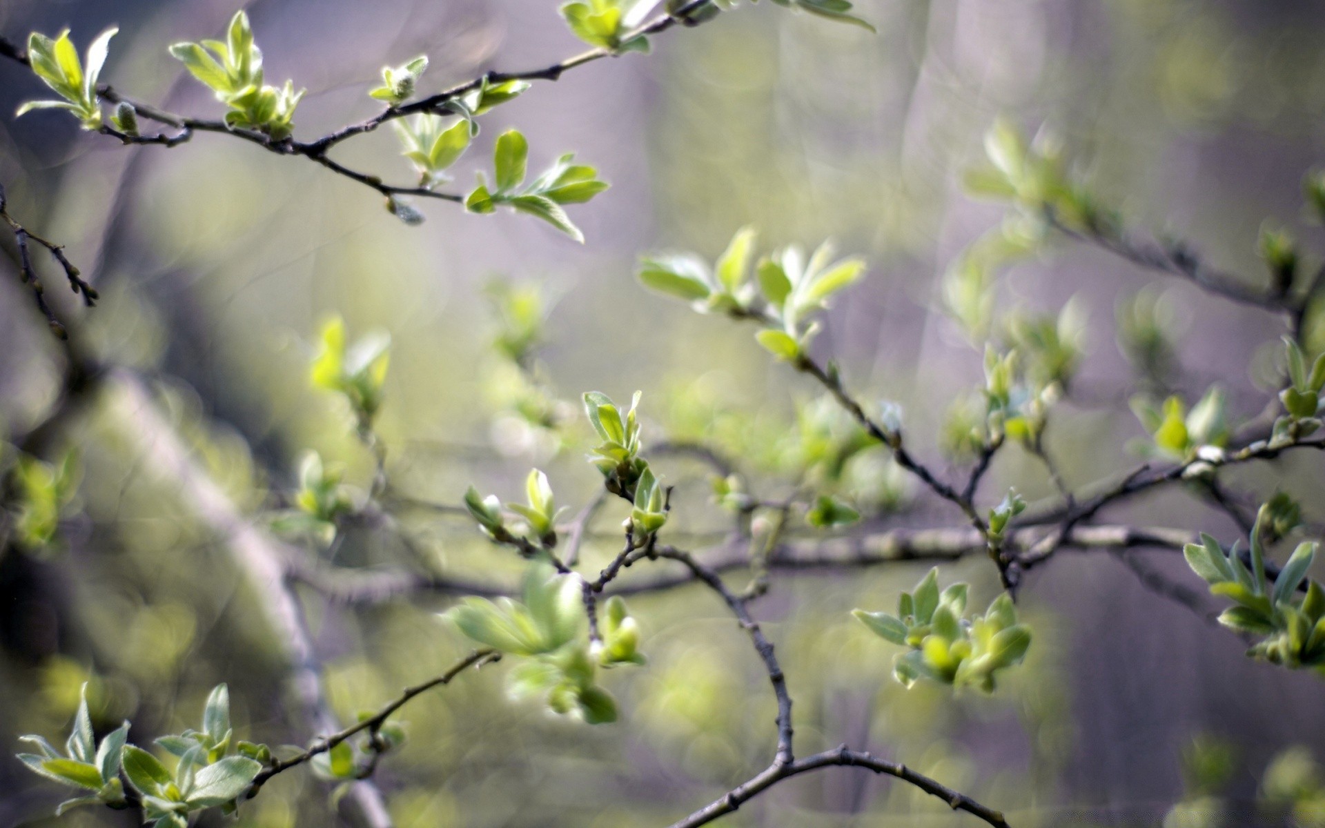 printemps branche arbre nature feuille fleur jardin flore croissance saison gros plan à l extérieur parc cerise beau temps copain flou lumineux été bureau couleur