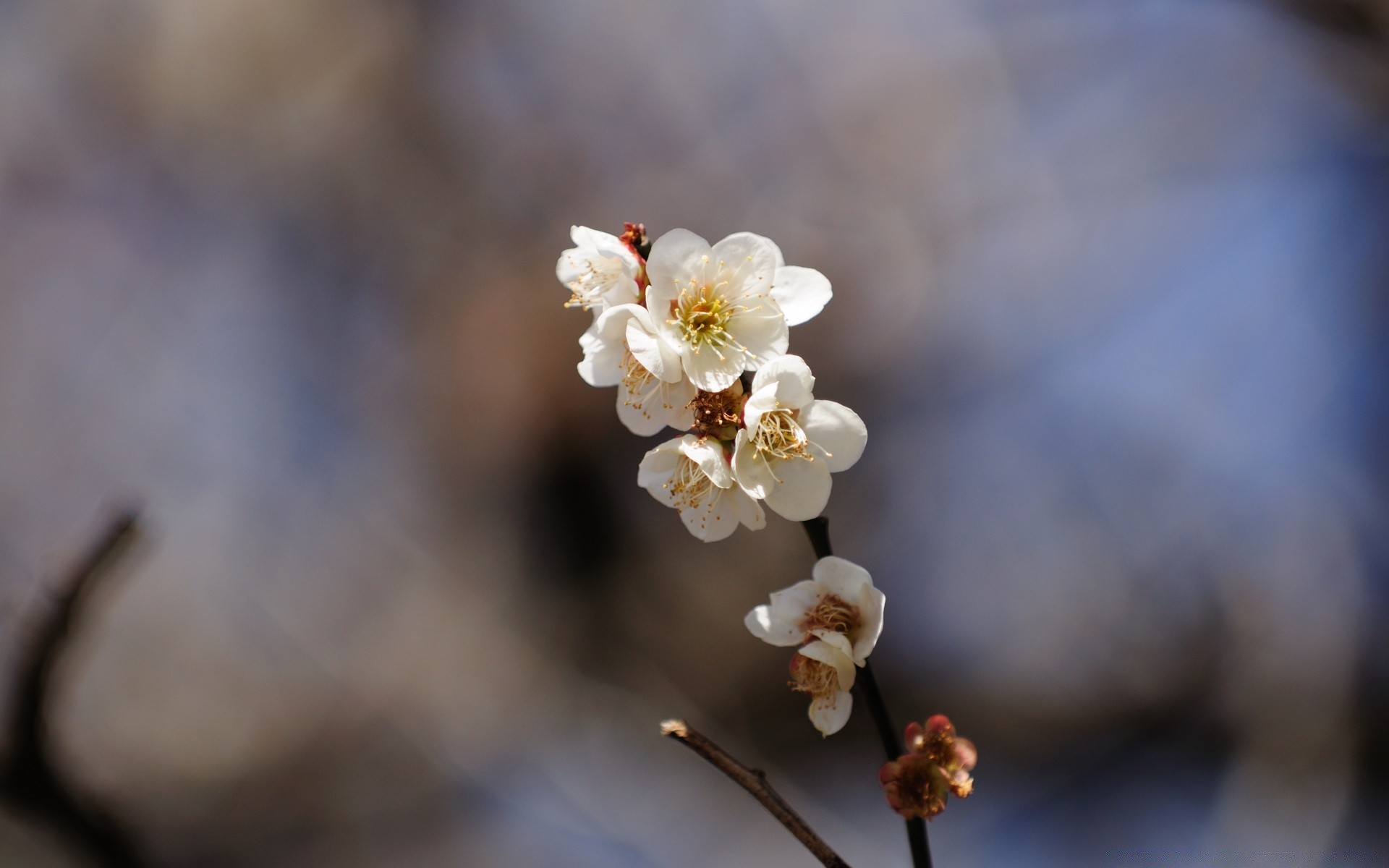 primavera flor natureza cereja borrão ramo ao ar livre flora árvore maçã temporada amigo delicado pétala blooming jardim cor brilhante bom tempo