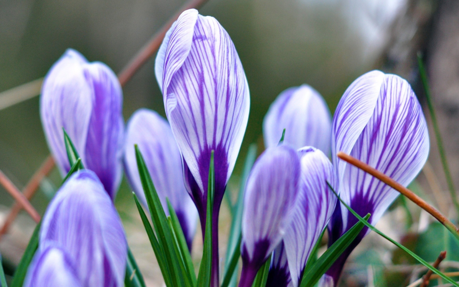 printemps nature fleur flore pâques feuille jardin bluming floral été lumineux pétale à l extérieur saison croissance herbe couleur crocus délicat gros plan