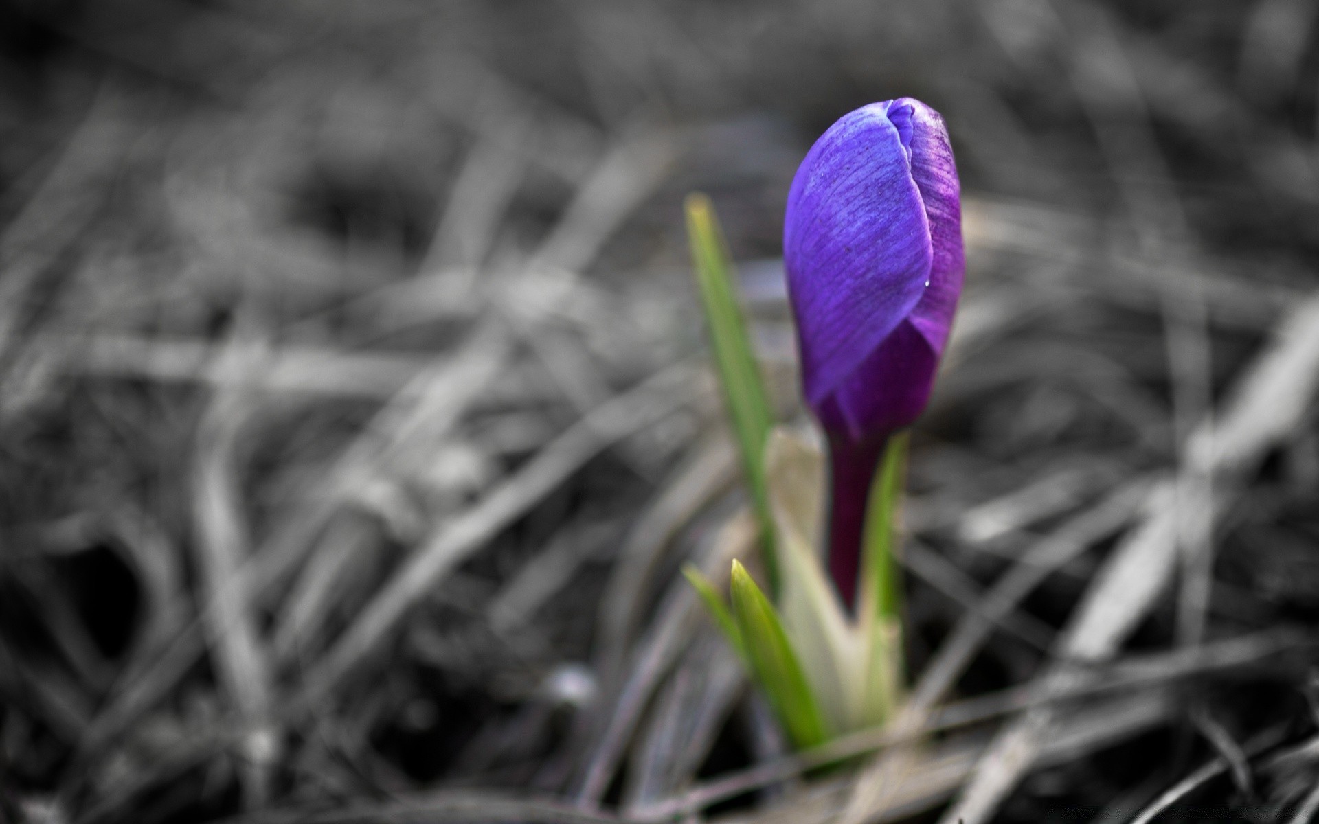 spring nature flower flora leaf grass season garden outdoors park color summer close-up crocus floral petal blooming growth easter bright