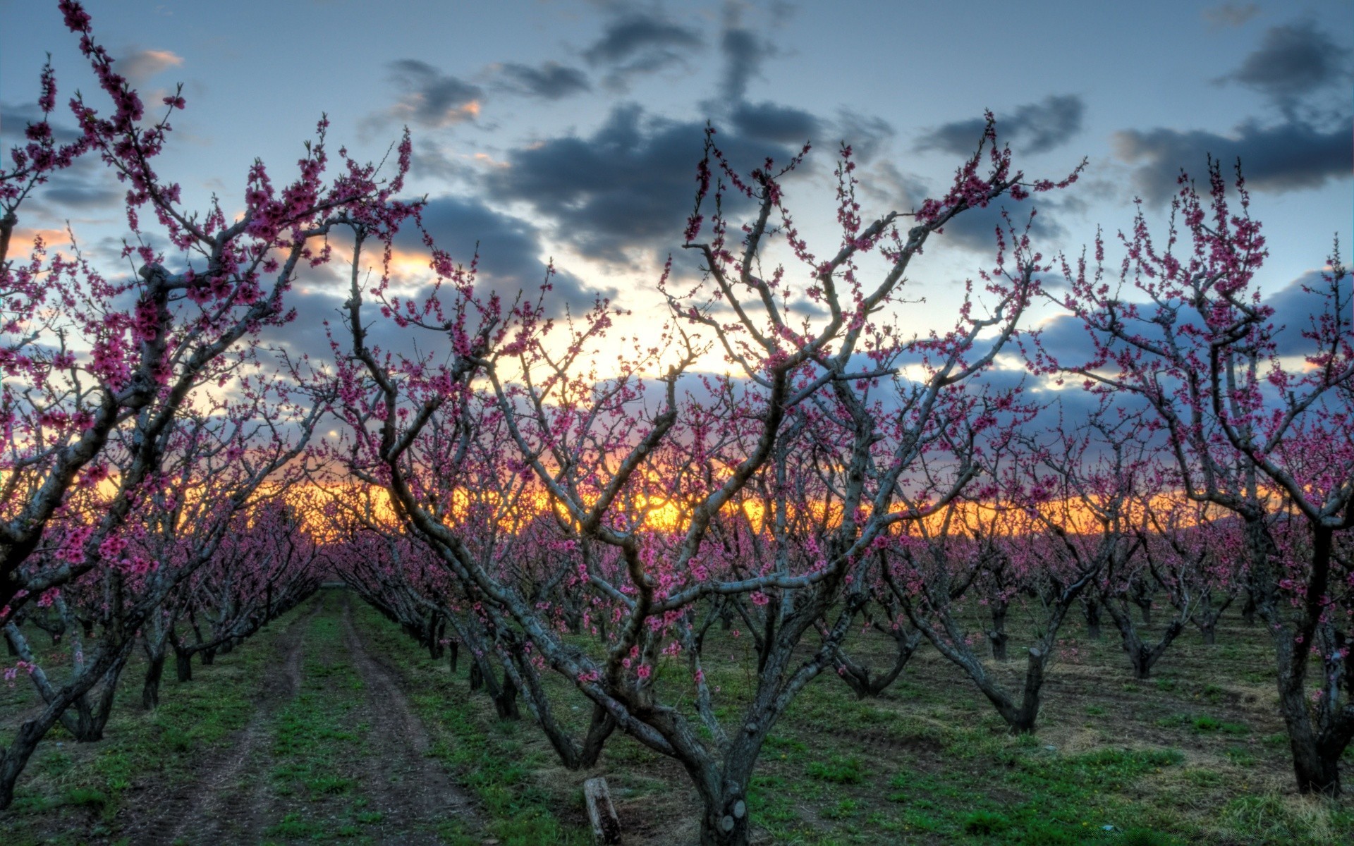 frühling baum zweig landschaft natur im freien saison himmel flora blume wachstum blatt landschaftlich kirsche gutes wetter holz umwelt park landwirtschaft landschaft