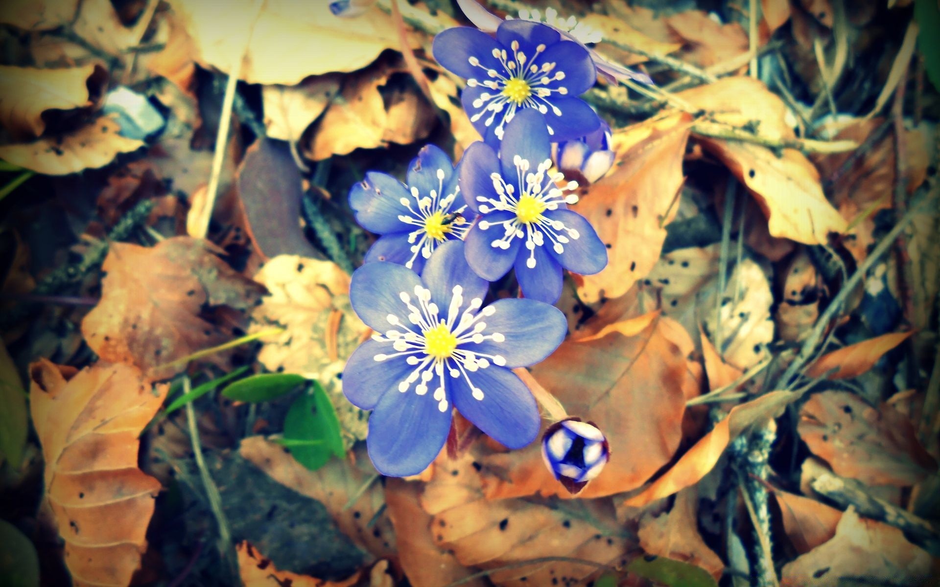 primavera foglia natura fiore flora colore all aperto