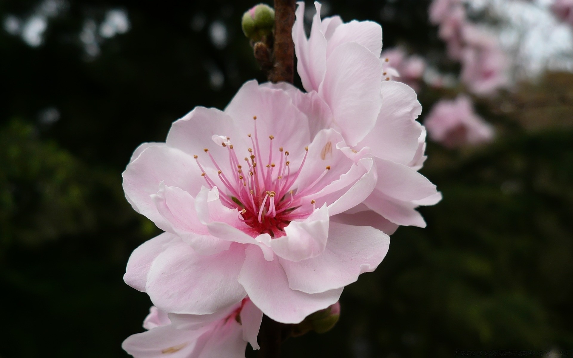 primavera flor naturaleza flora jardín floración hoja pétalo cereza árbol floral rama al aire libre amigo crecimiento temporada verano color parque hermoso