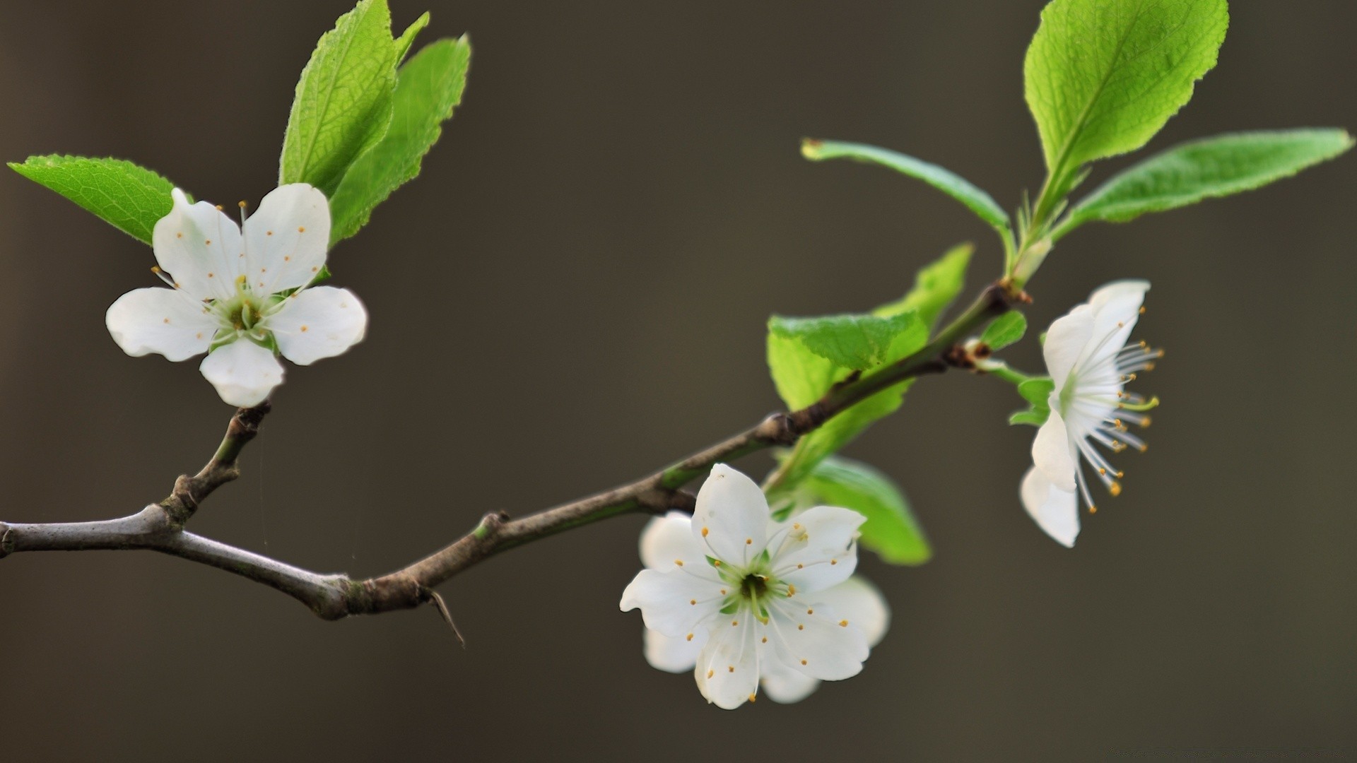 spring apple flower tree leaf nature bud cherry branch plum apricot flora petal outdoors growth garden fruit delicate apple tree blur