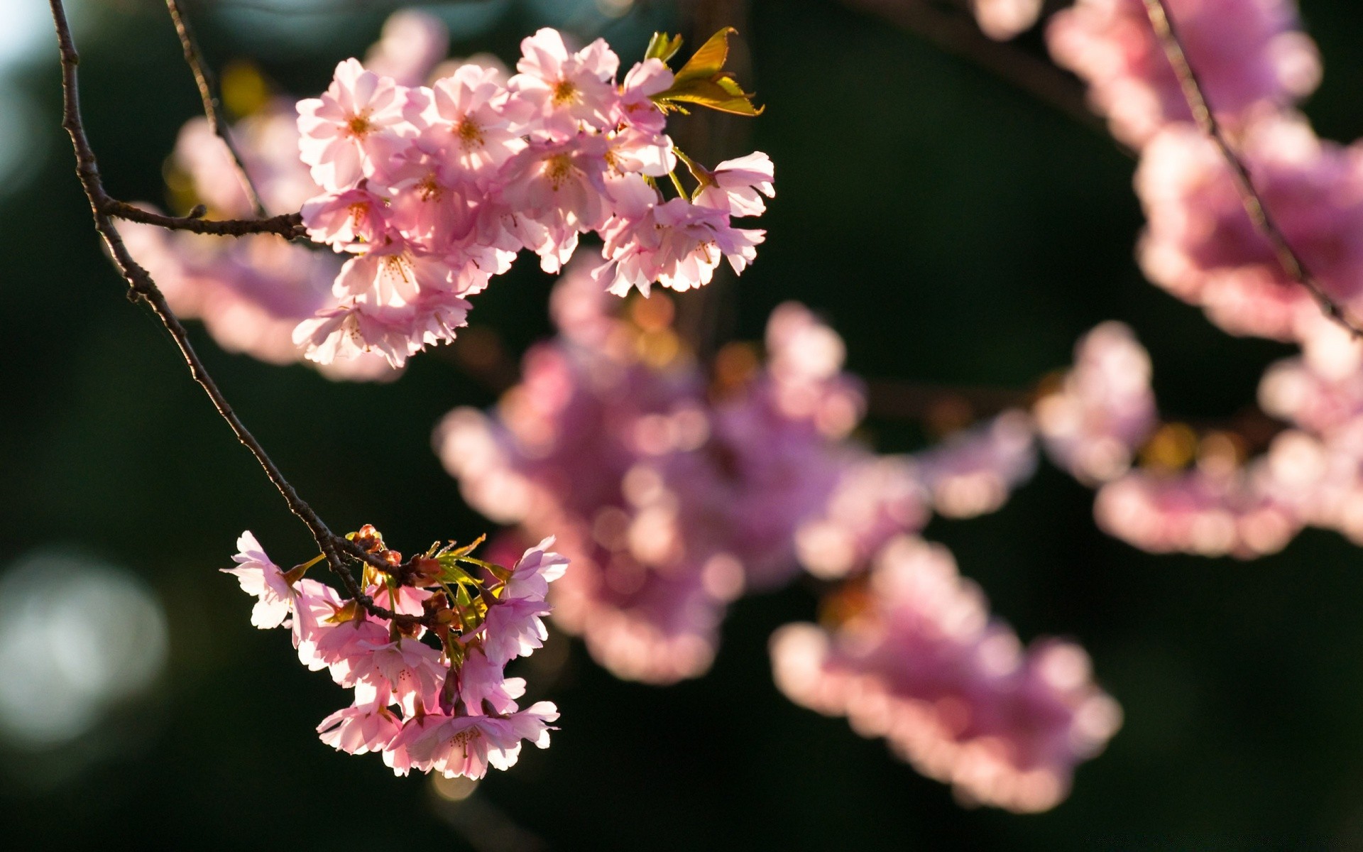 primavera fiore natura giardino flora fiore petalo albero ramo ciliegio foglia floreale parco close-up colore compagno stagione all aperto estate bella