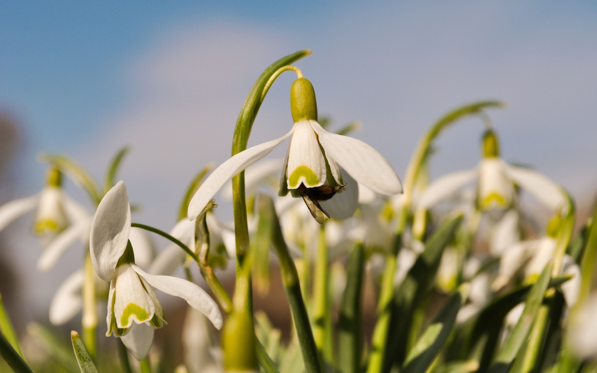 spring nature flower flora leaf garden bright growth petal floral easter fair weather color summer blooming grass