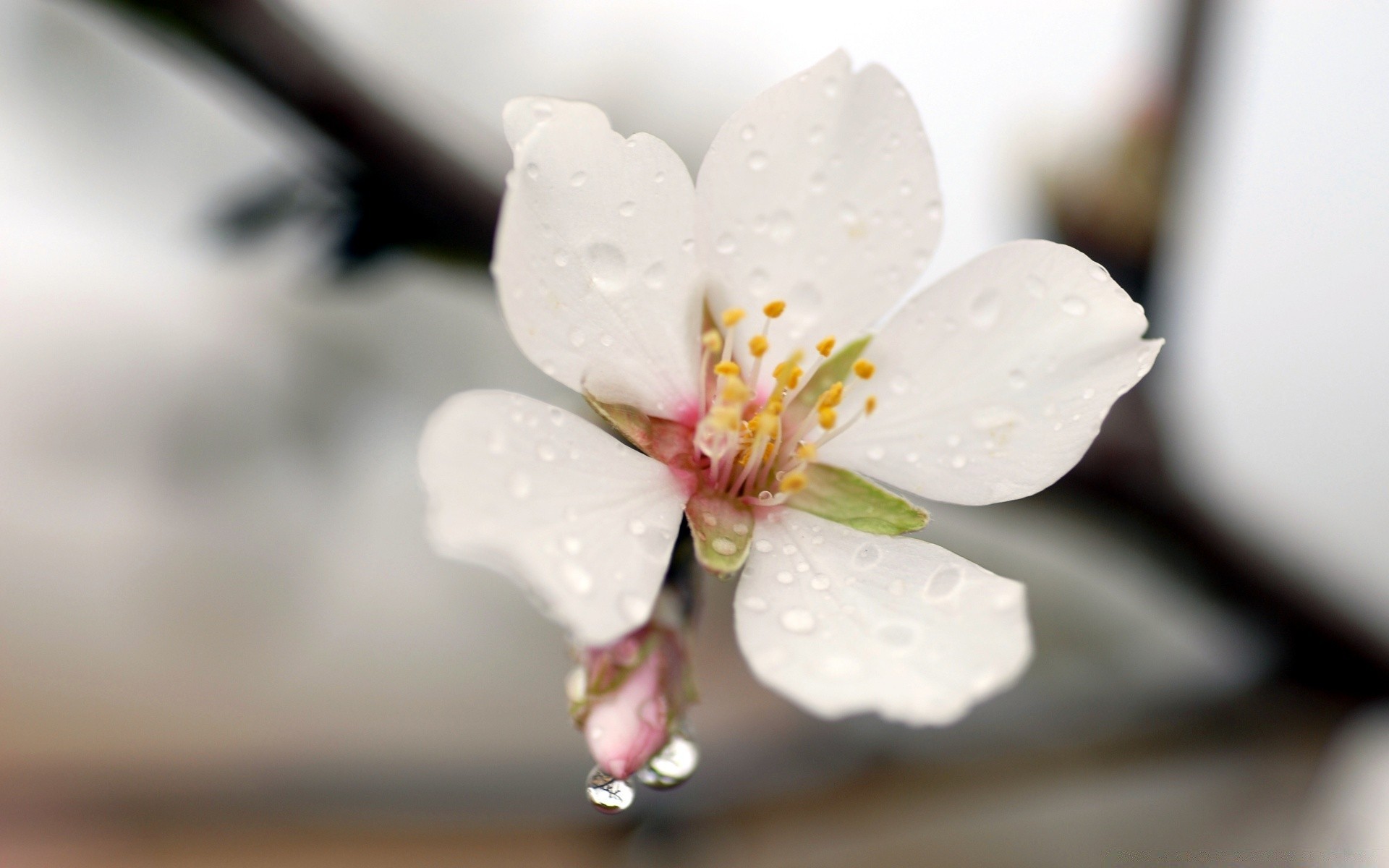 spring flower nature blur leaf apple flora bud summer branch petal still life cherry tree delicate growth blooming dof