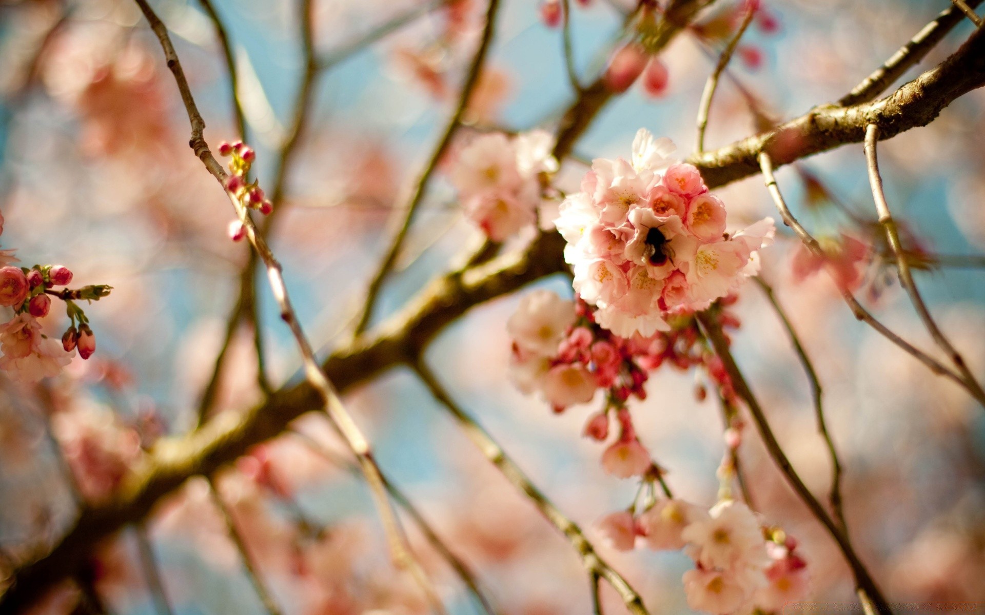 spring cherry branch flower tree nature flora leaf apple garden outdoors plum season bud blooming color bright growth close-up fruit